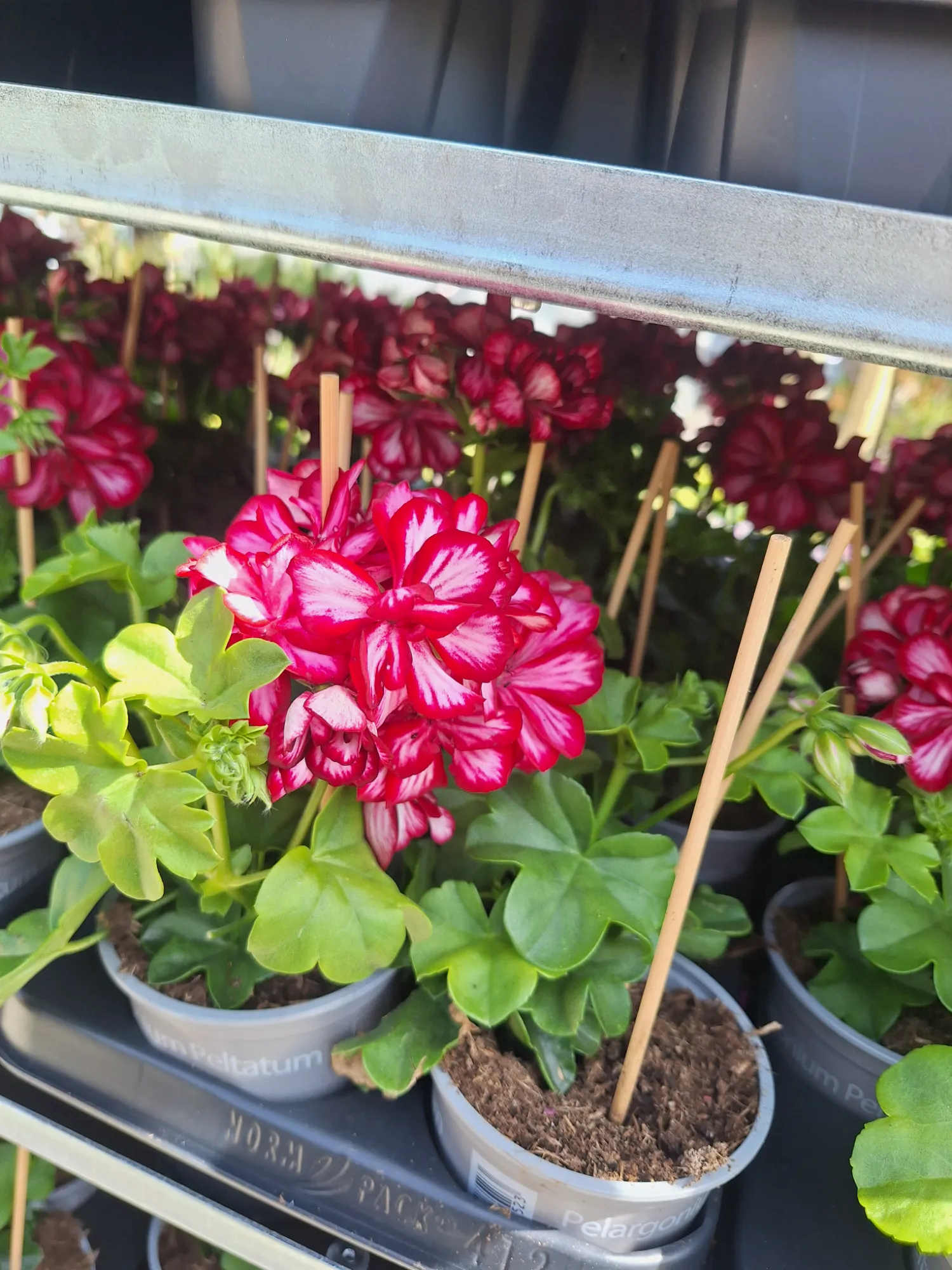 Futó muskátli (Pelargonium Peltatum)