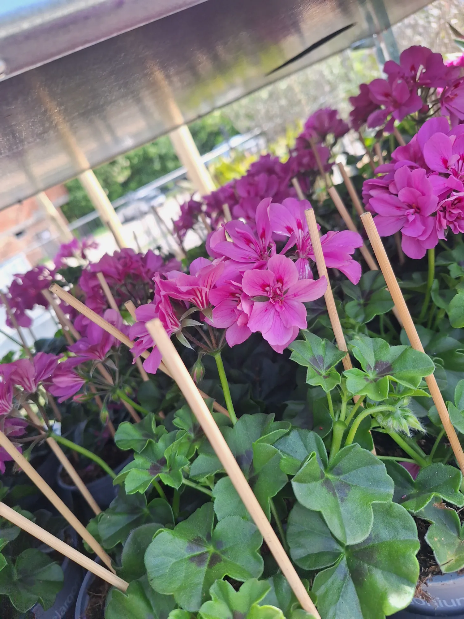 Futó muskátli (Pelargonium Peltatum)