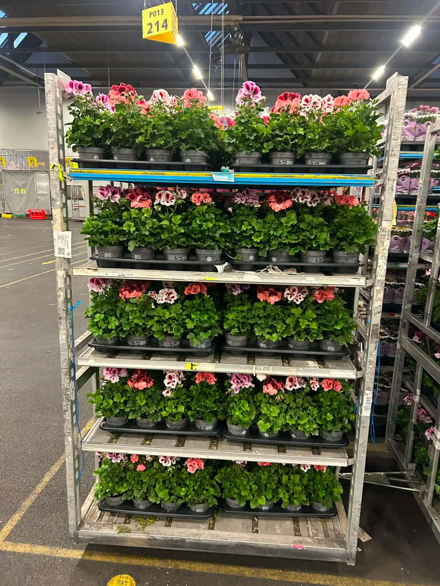 Közönséges Muskátli (Pelargonium Zonale)