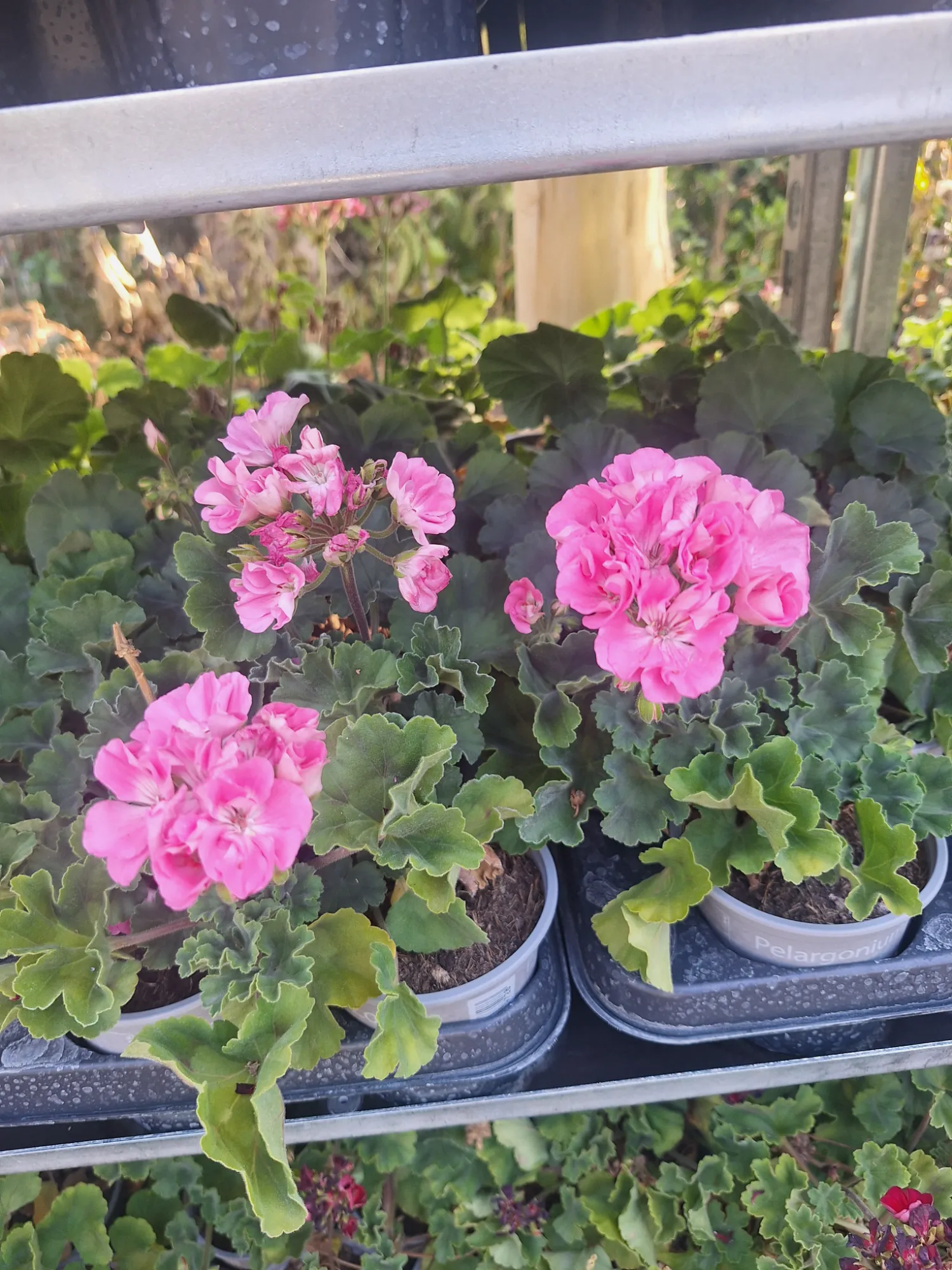 Közönséges Muskátli (Pelargonium Zonale)