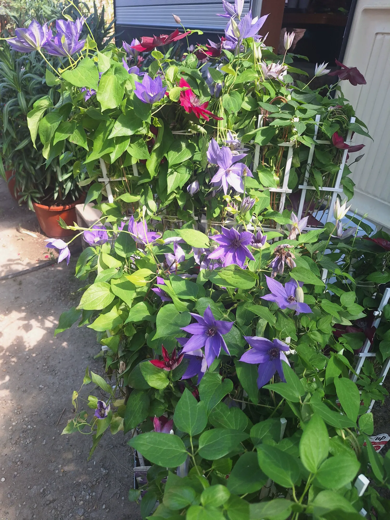 Iszalag (Clematis)