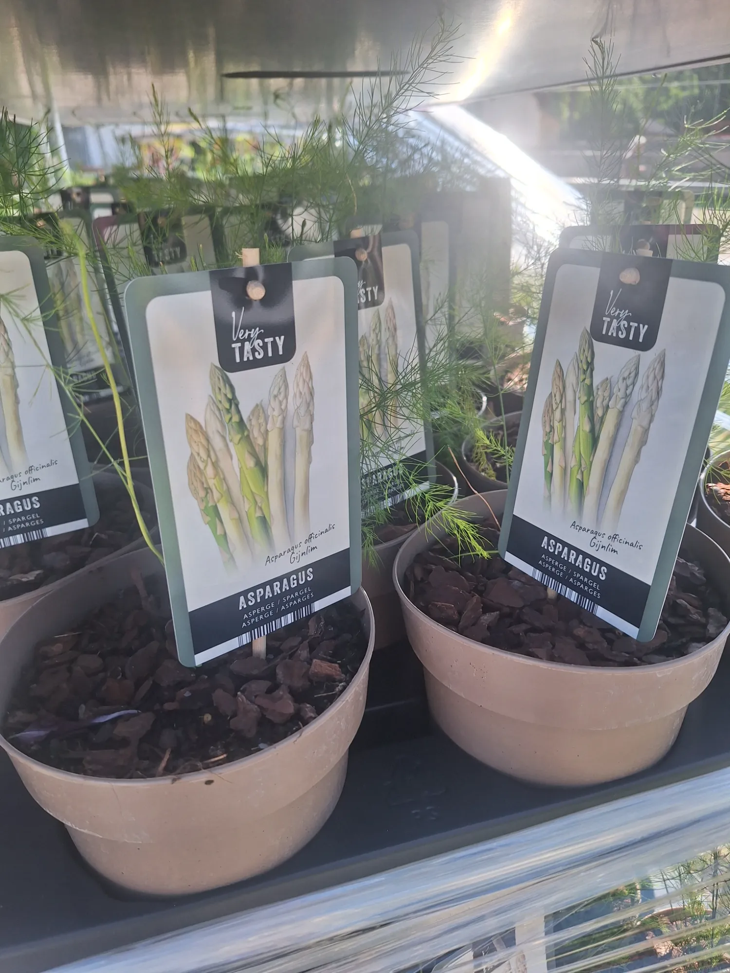 Étkezési Spárga (Asparagus Officinalis)
