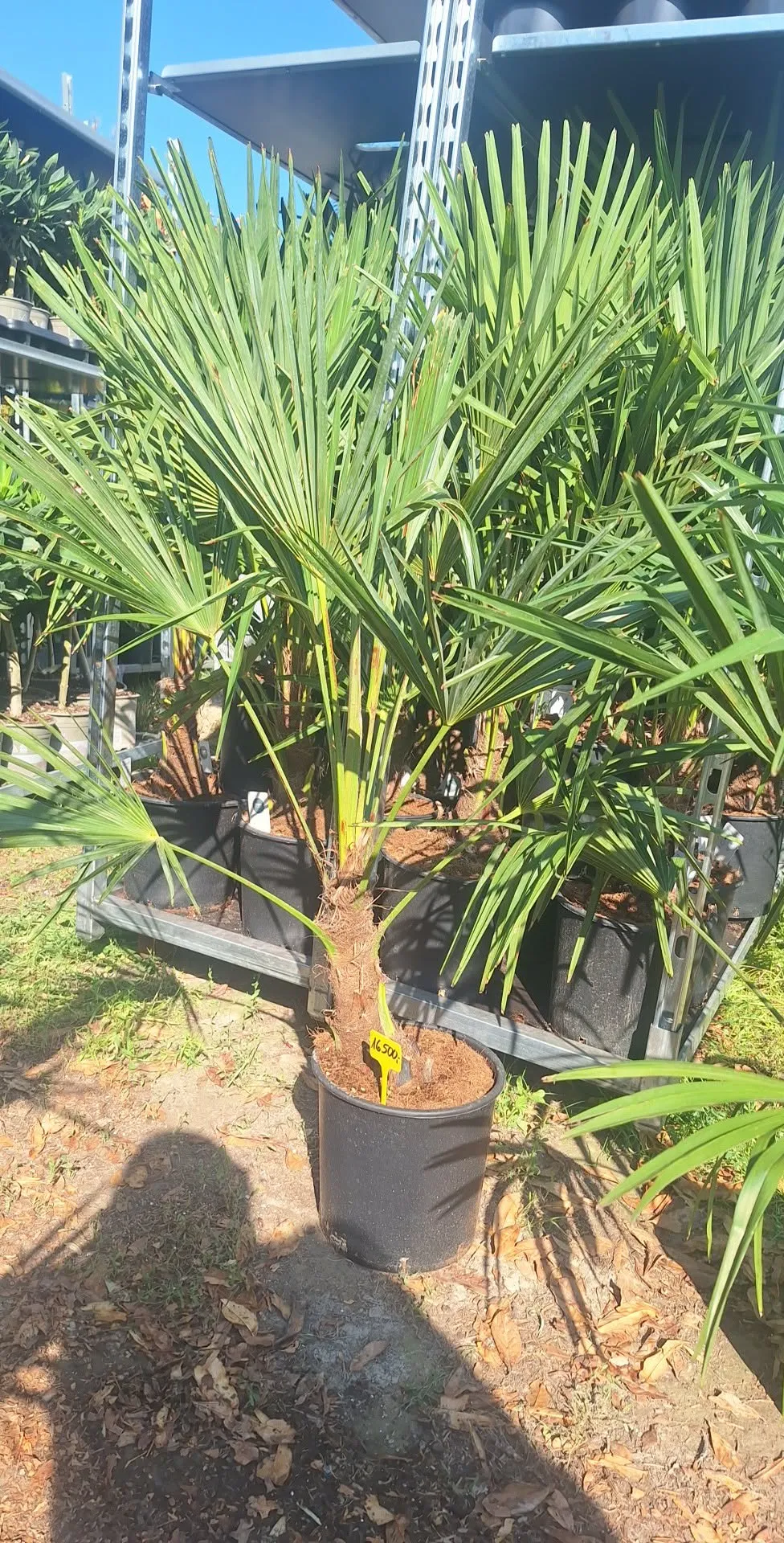 Kínai Kenderpálma (Trachycarpus fortunei)