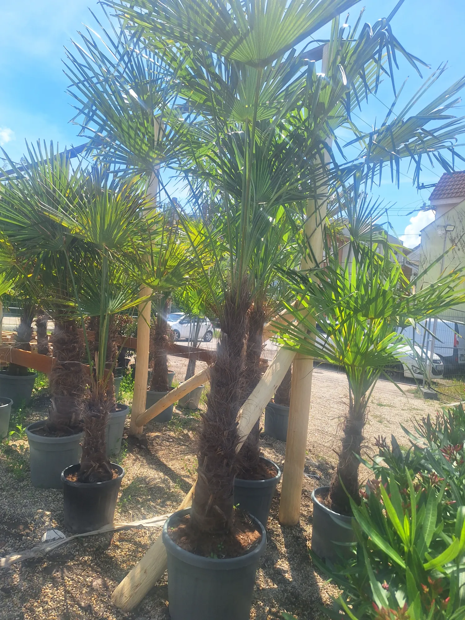 Kínai Kenderpálma (Trachycarpus fortunei)