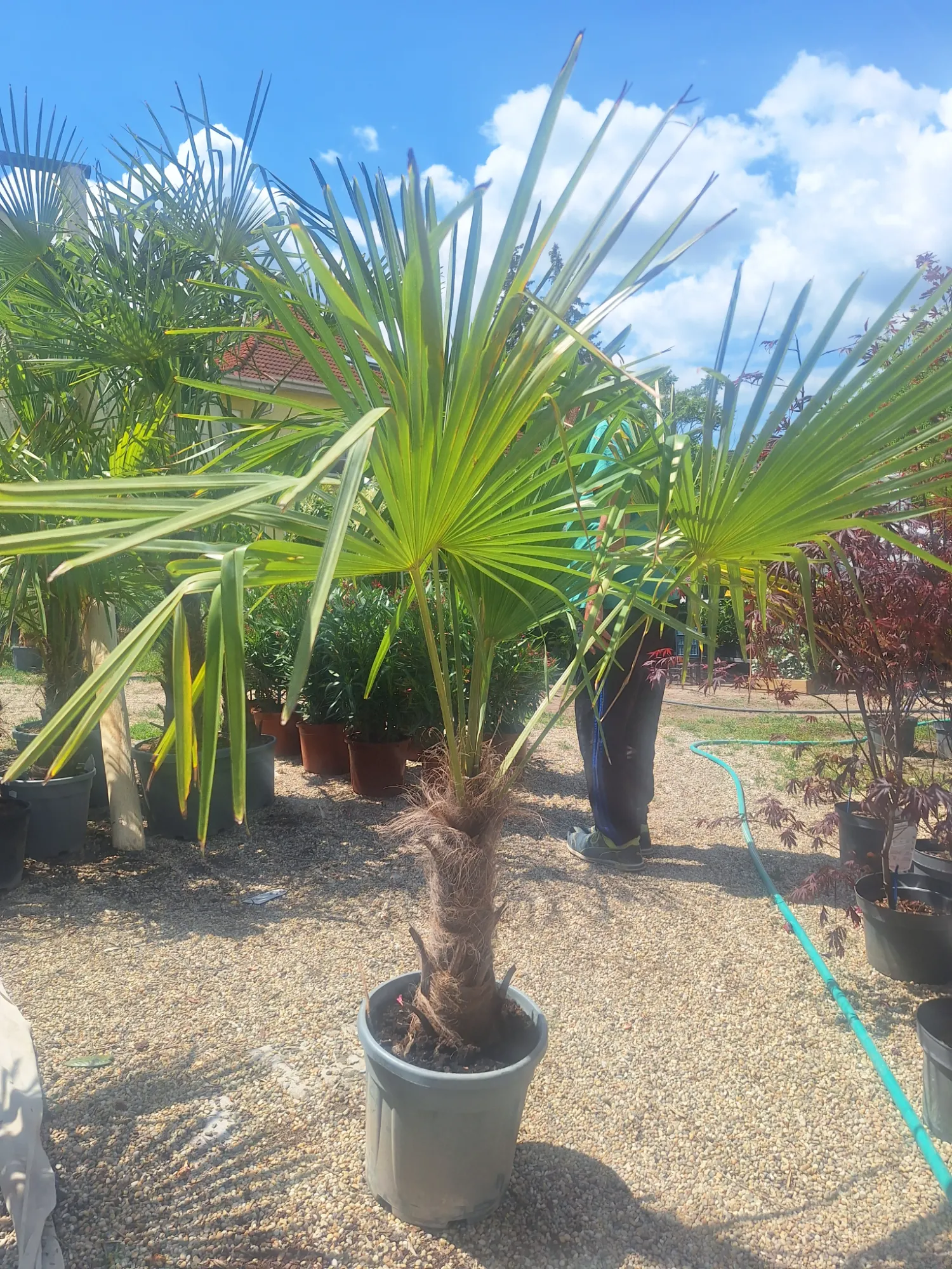Kínai Kenderpálma (Trachycarpus fortunei)