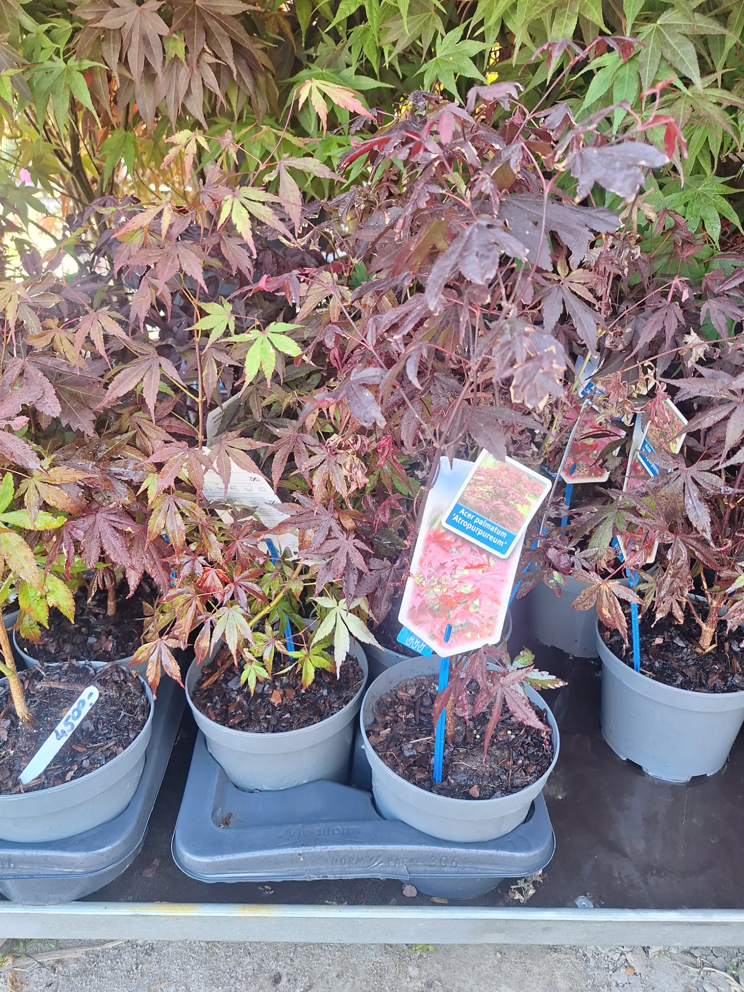 Vörös levelű Japán juhar (Acer Palmatum 'Atropurpureum')