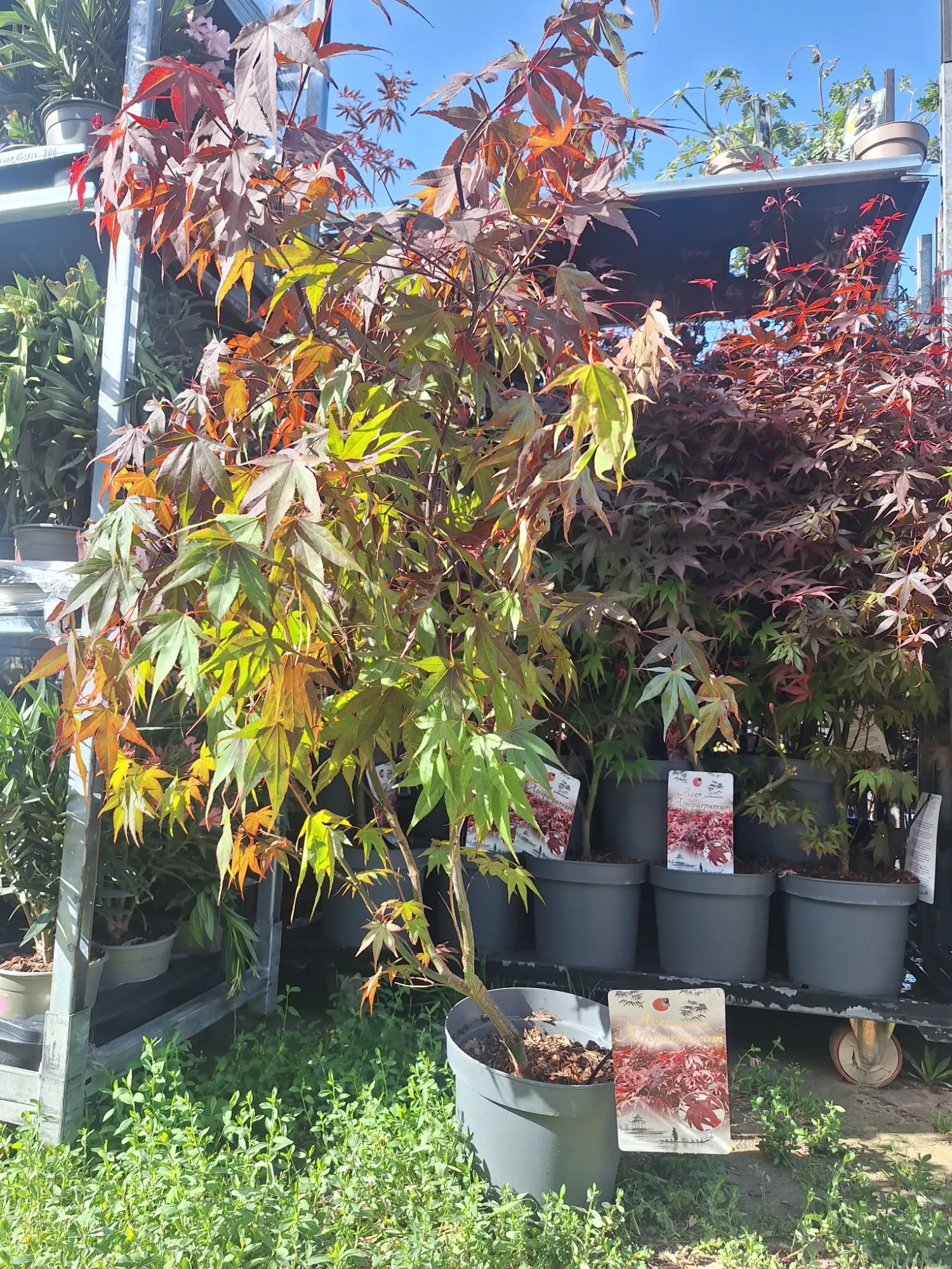 Vörös levelű Japán juhar (Acer Palmatum 'Atropurpureum')