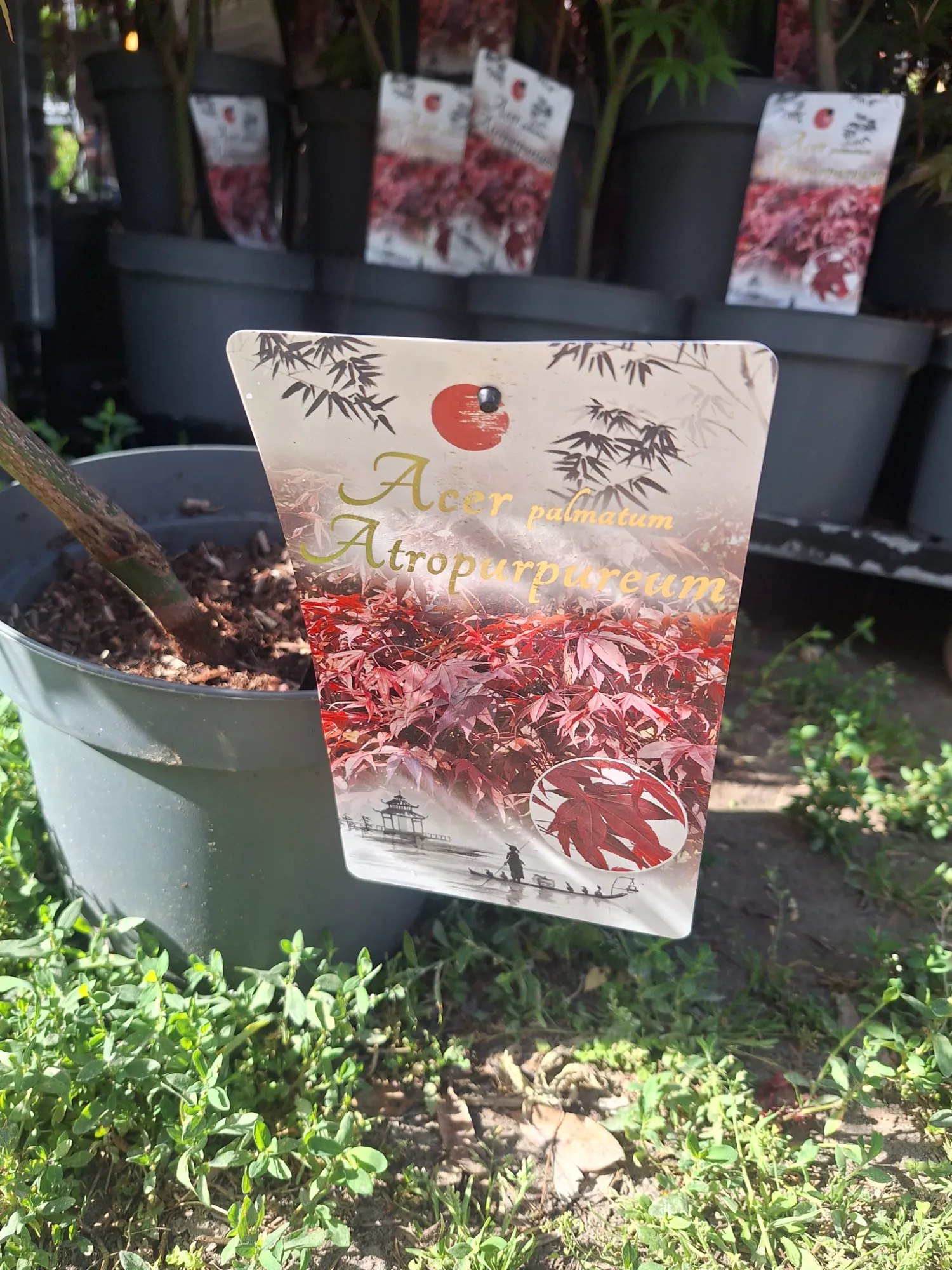 Vörös levelű Japán juhar (Acer Palmatum 'Atropurpureum')