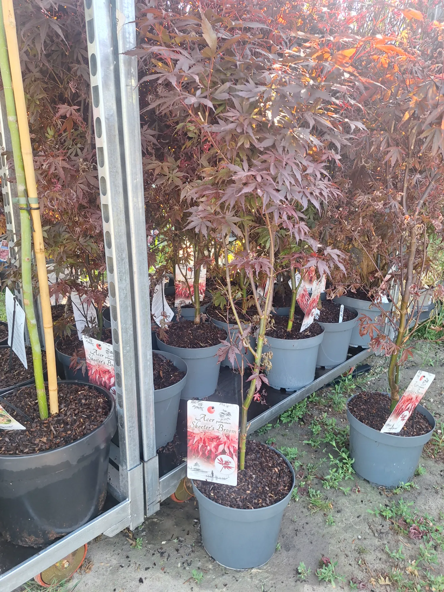 Törpe Japán Juhar (Acer Palmatum 'Skeeter’s Broom')