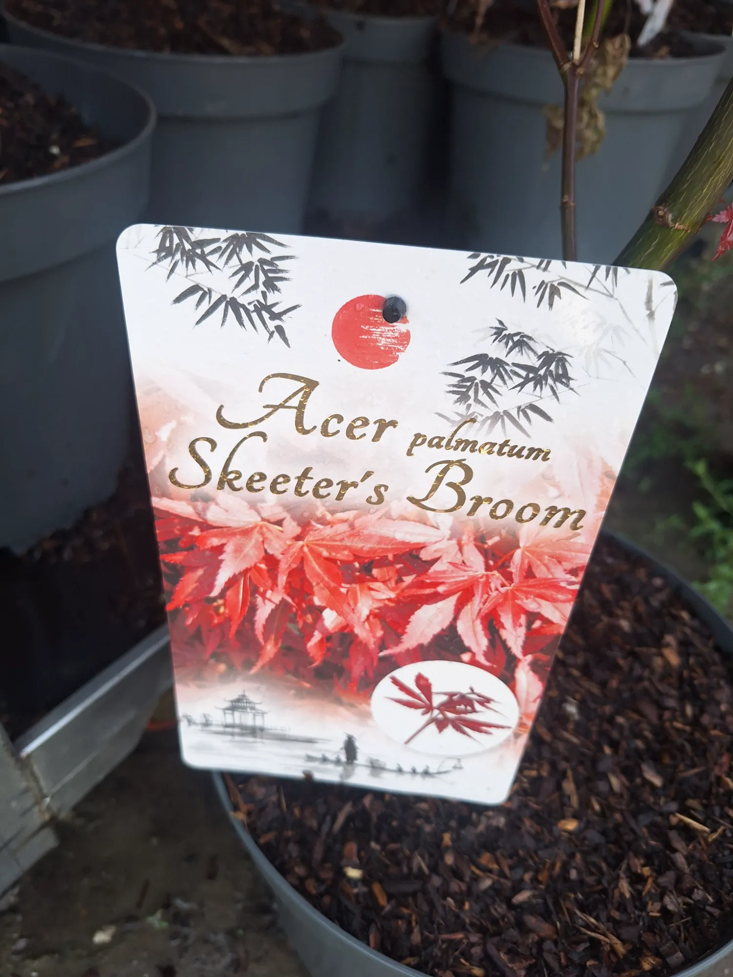 Törpe Japán Juhar (Acer Palmatum 'Skeeter’s Broom')
