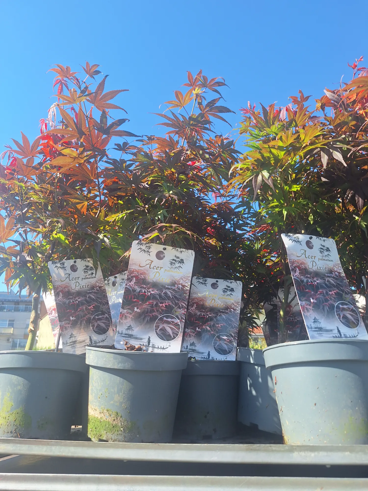 Pixie Japán juhar (Acer Palmatum 'Pixie')