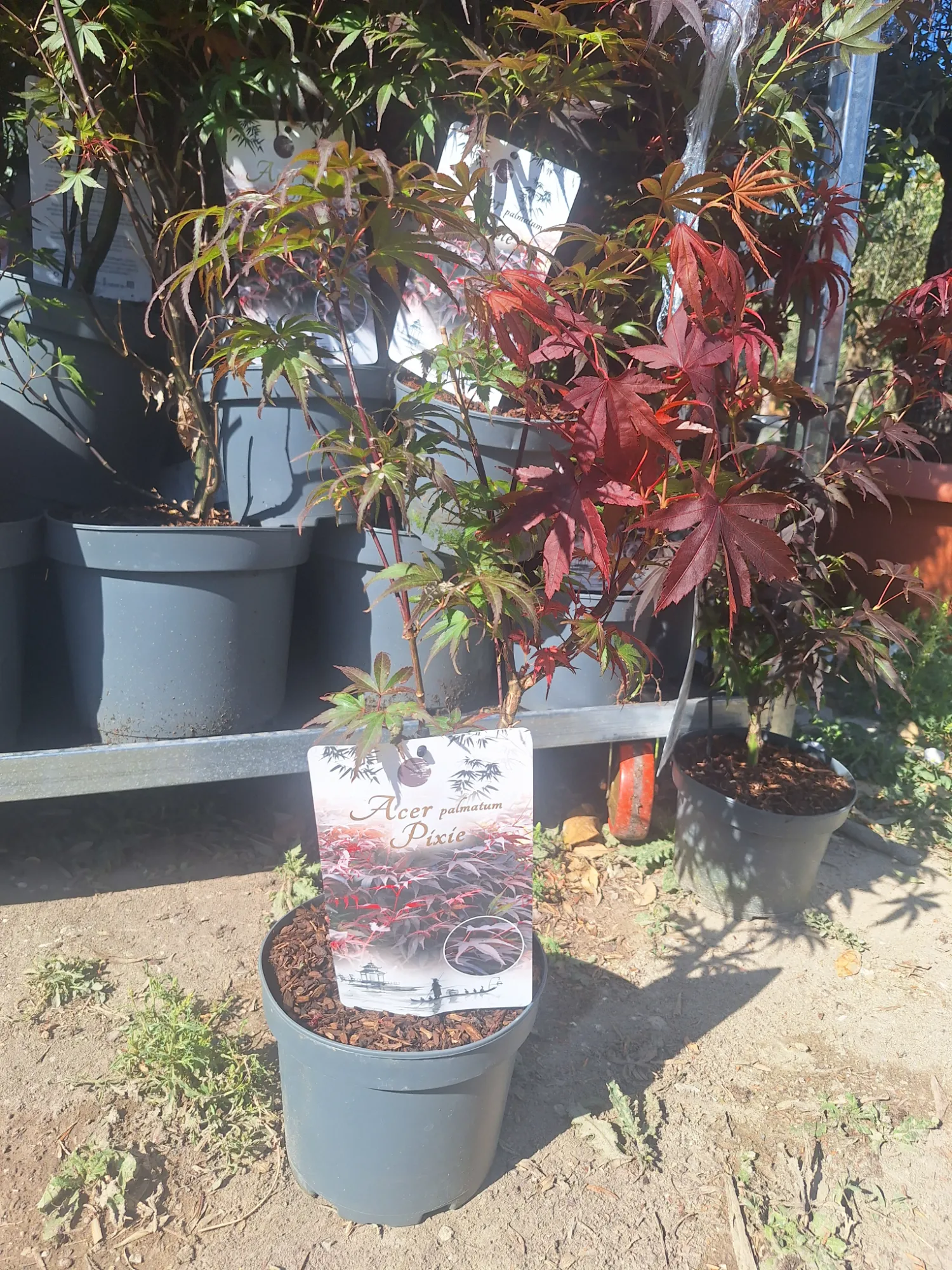 Pixie Japán juhar (Acer Palmatum 'Pixie')