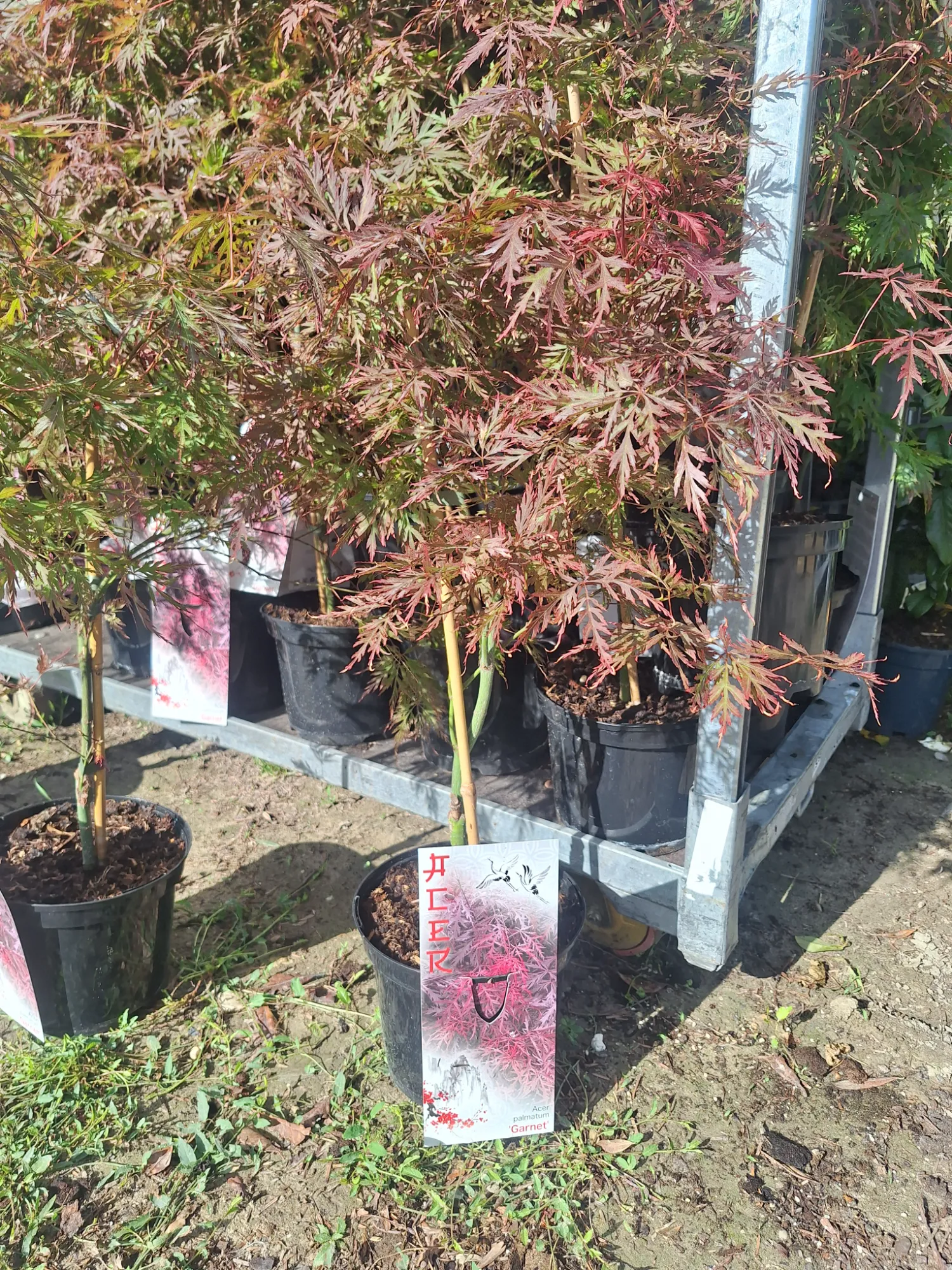 Garnet Japán Juhar (Acer Palmatum ‘Garnet’)