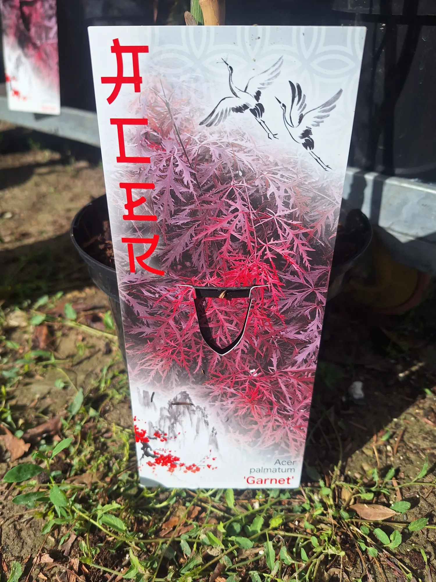 Garnet Japán Juhar (Acer Palmatum 'Garnet')