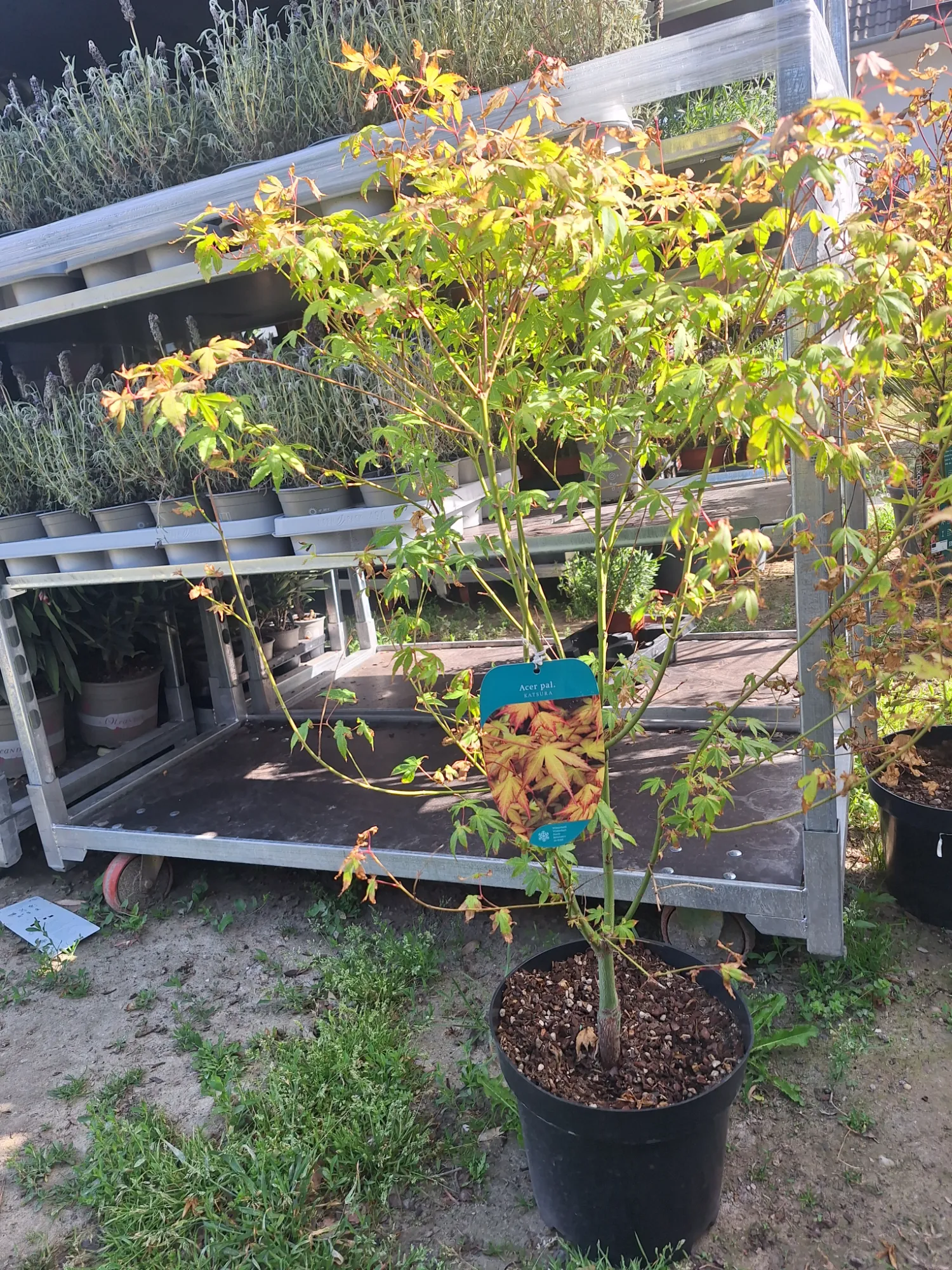 Katsura Japán Juhar (Acer Palmatum 'Katsura')