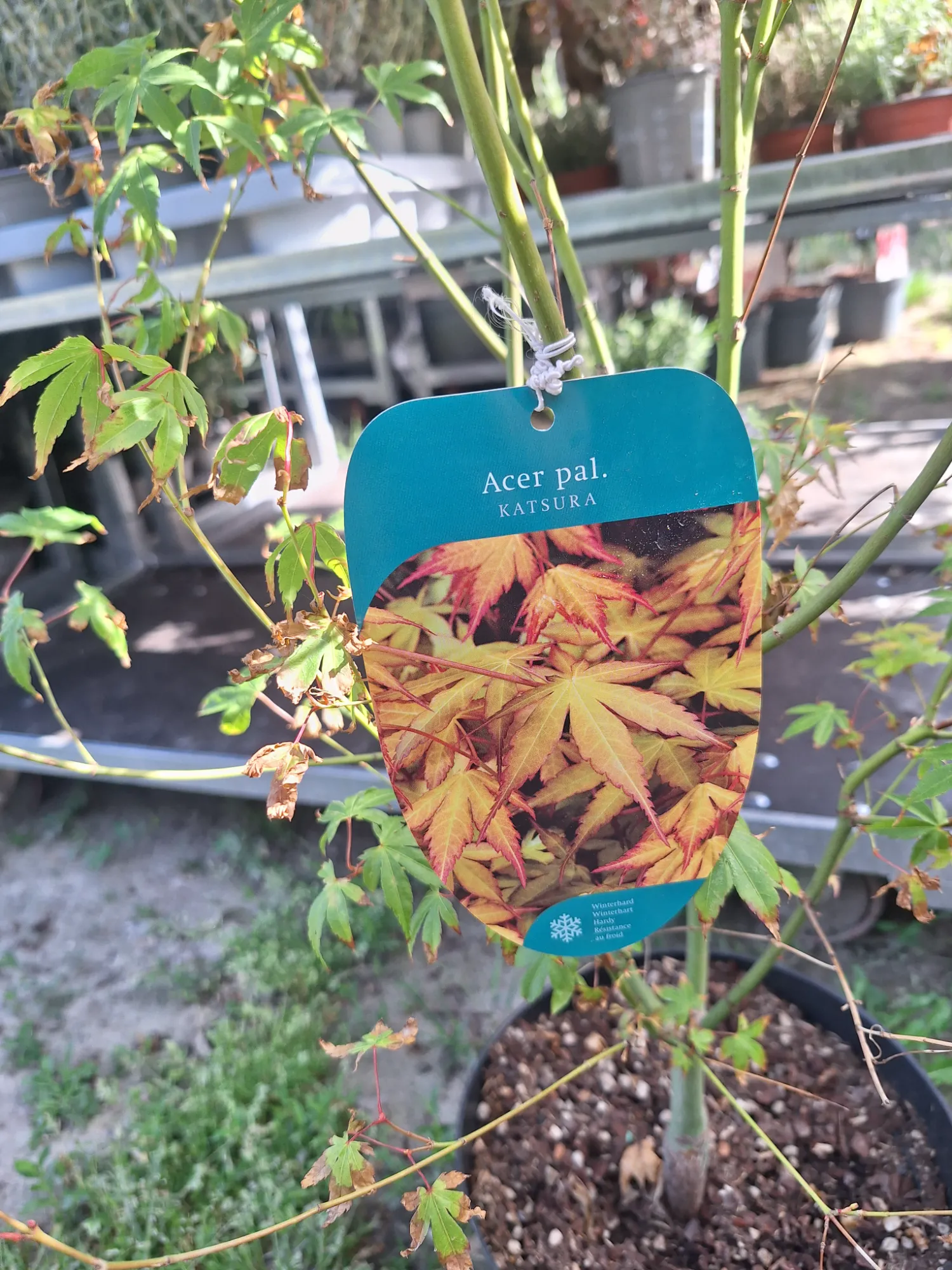 Katsura Japán Juhar (Acer Palmatum 'Katsura')
