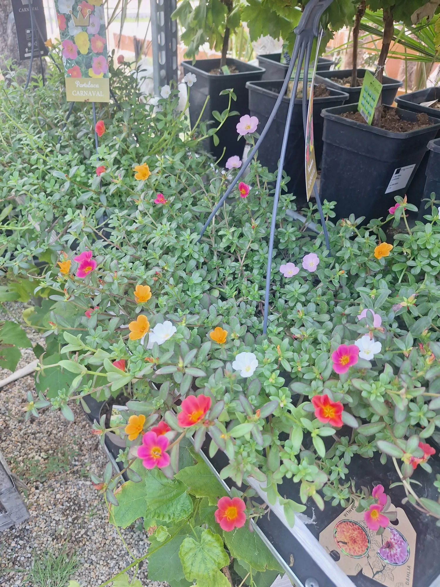Porcsinrózsa (Portulaca Grandiflora ‘Carneval’)