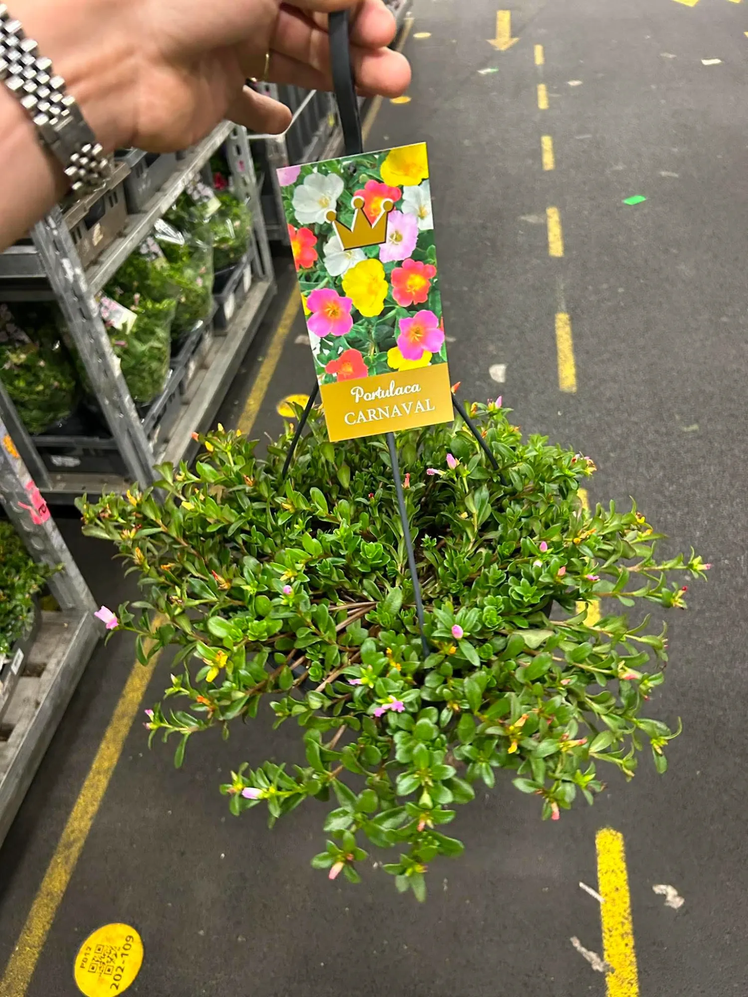 Porcsinrózsa (Portulaca Grandiflora ‘Carneval’)