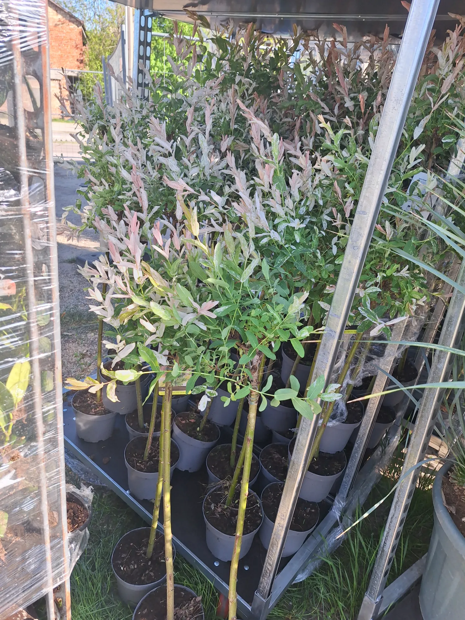 Japán Fűz (Salix Integra ‘Hakuro Nishiki’)