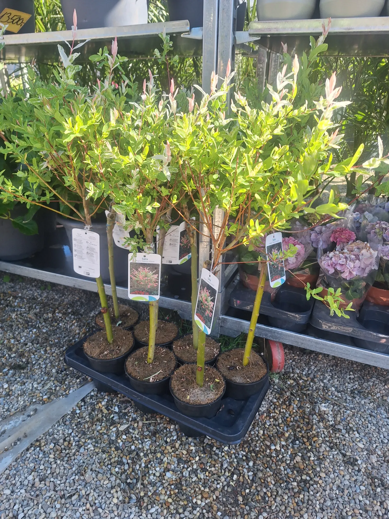 Japán Fűz (Salix Integra ‘Hakuro Nishiki’)