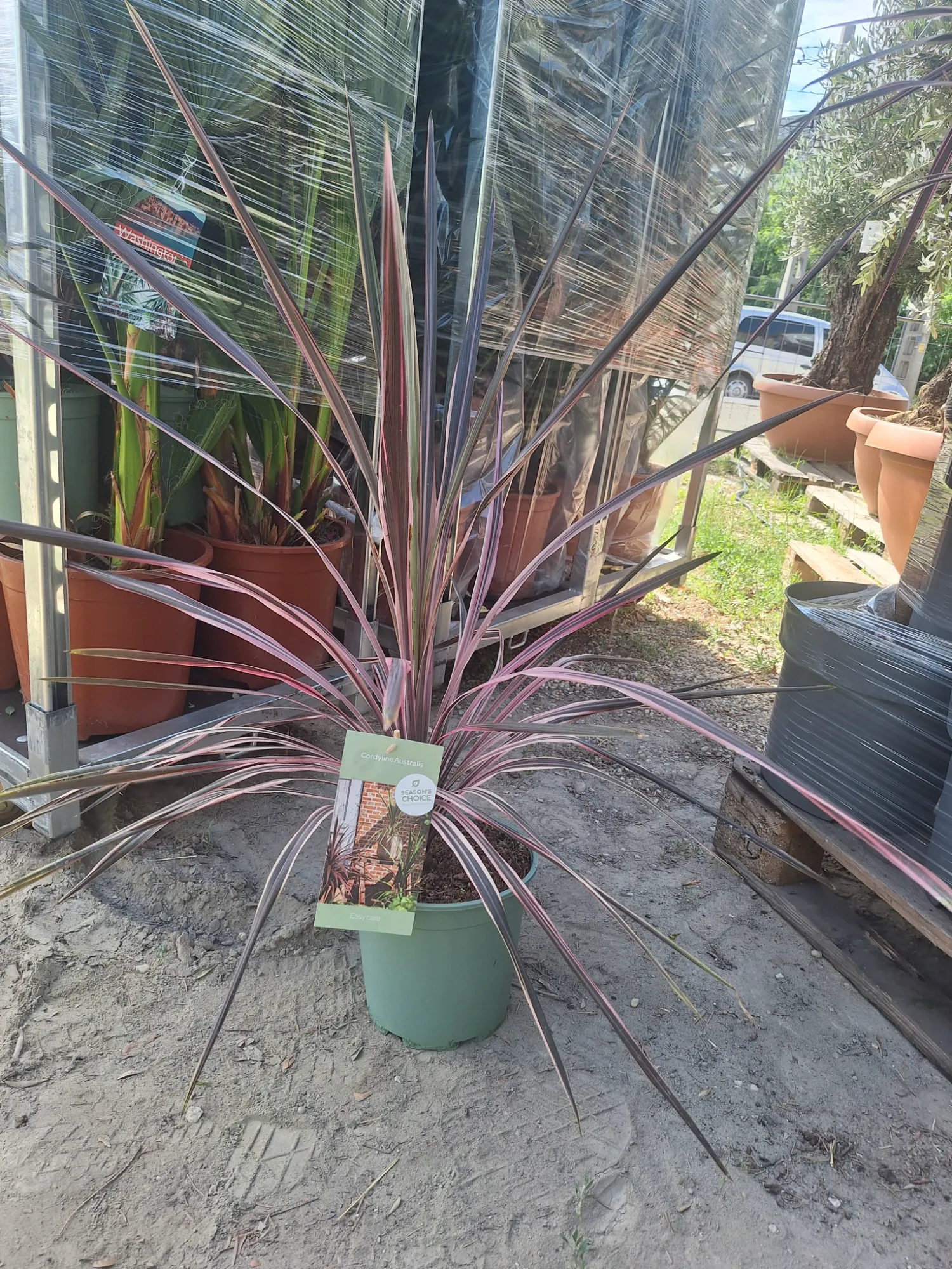 Pálmaliliom (Cordyline)