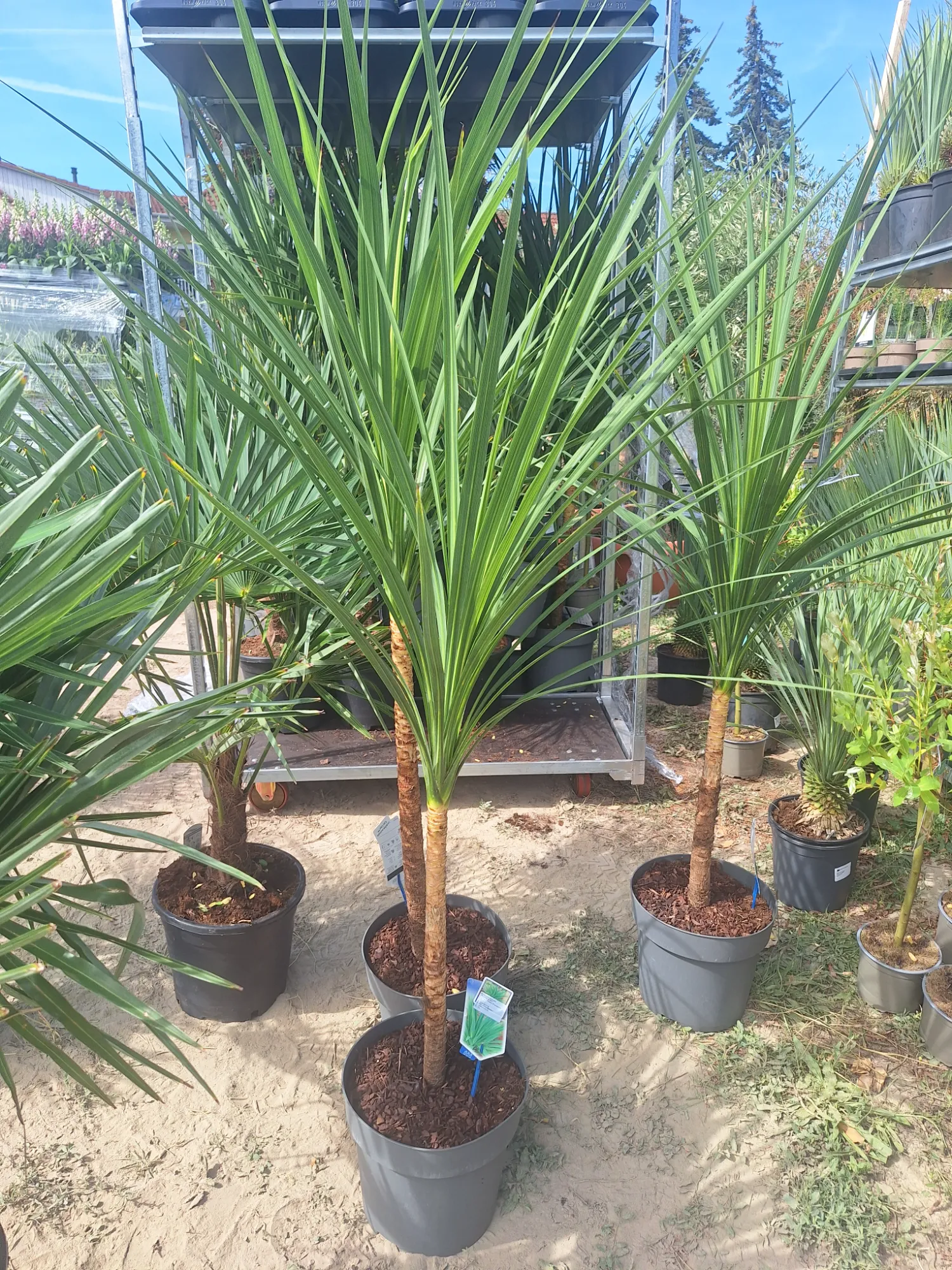 Pálmaliliom (Cordyline)