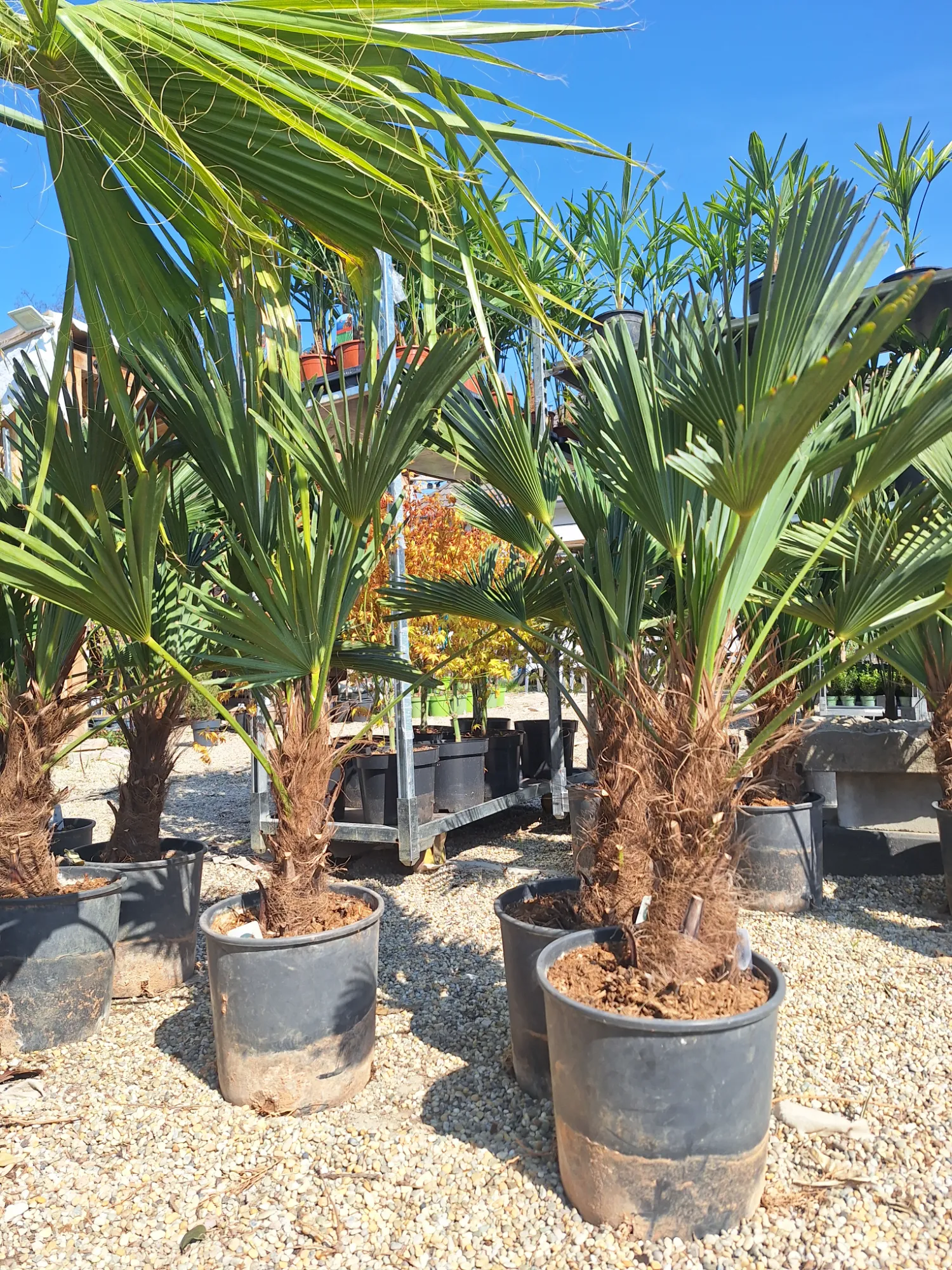 Japán Kenderpálma (Trachycarpus Wagnerianus)