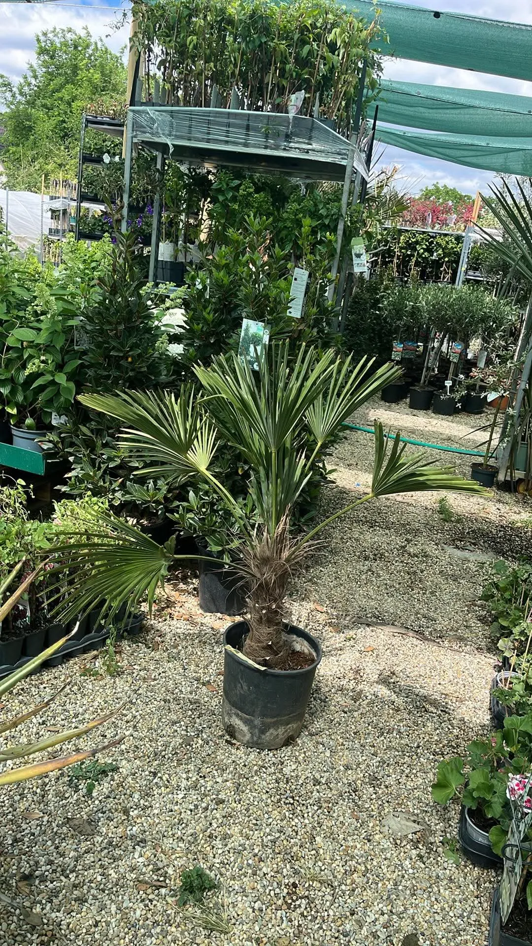 Japán Kenderpálma (Trachycarpus Wagnerianus)
