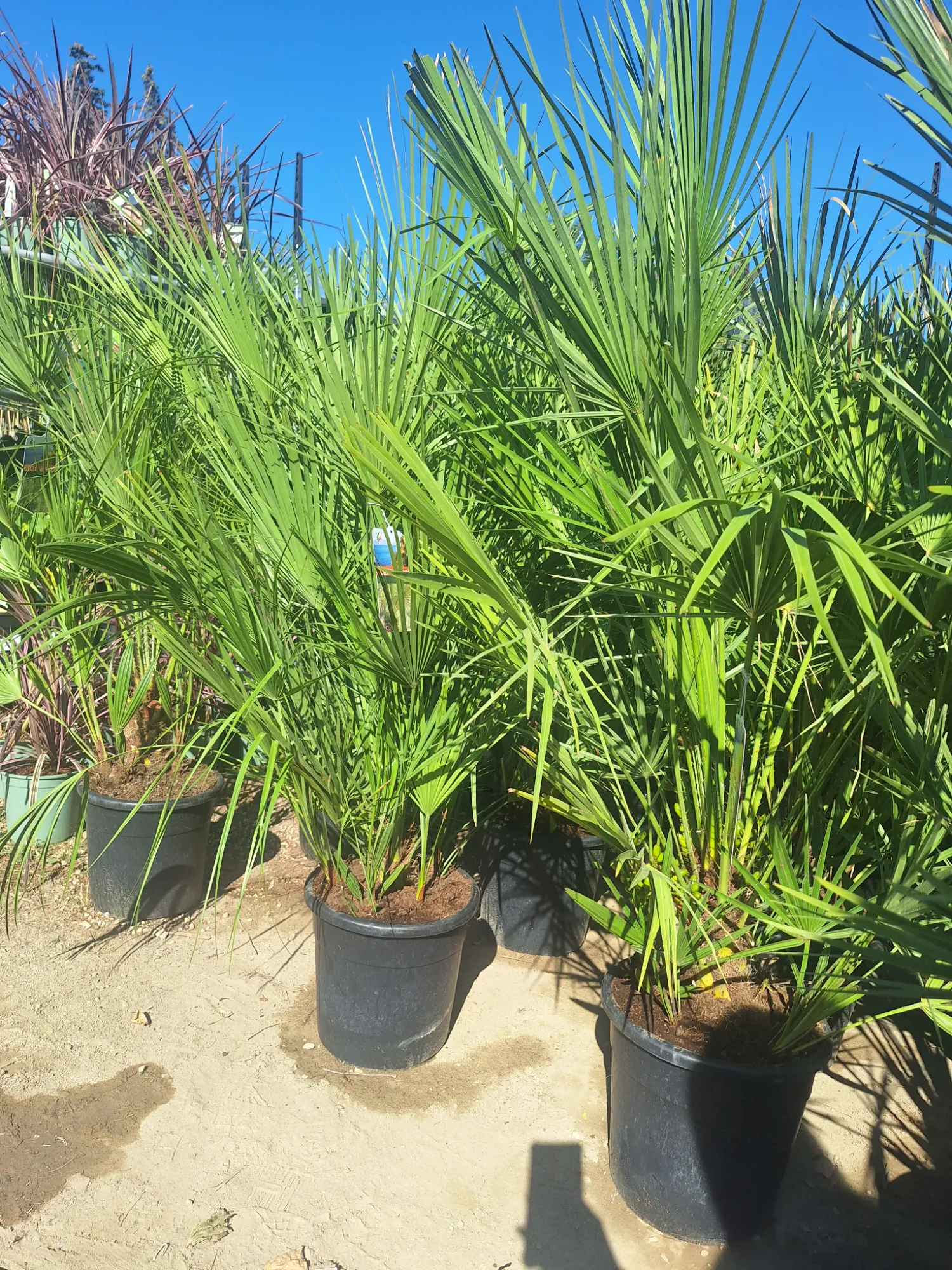 Lószőrpálma (Humilis)
