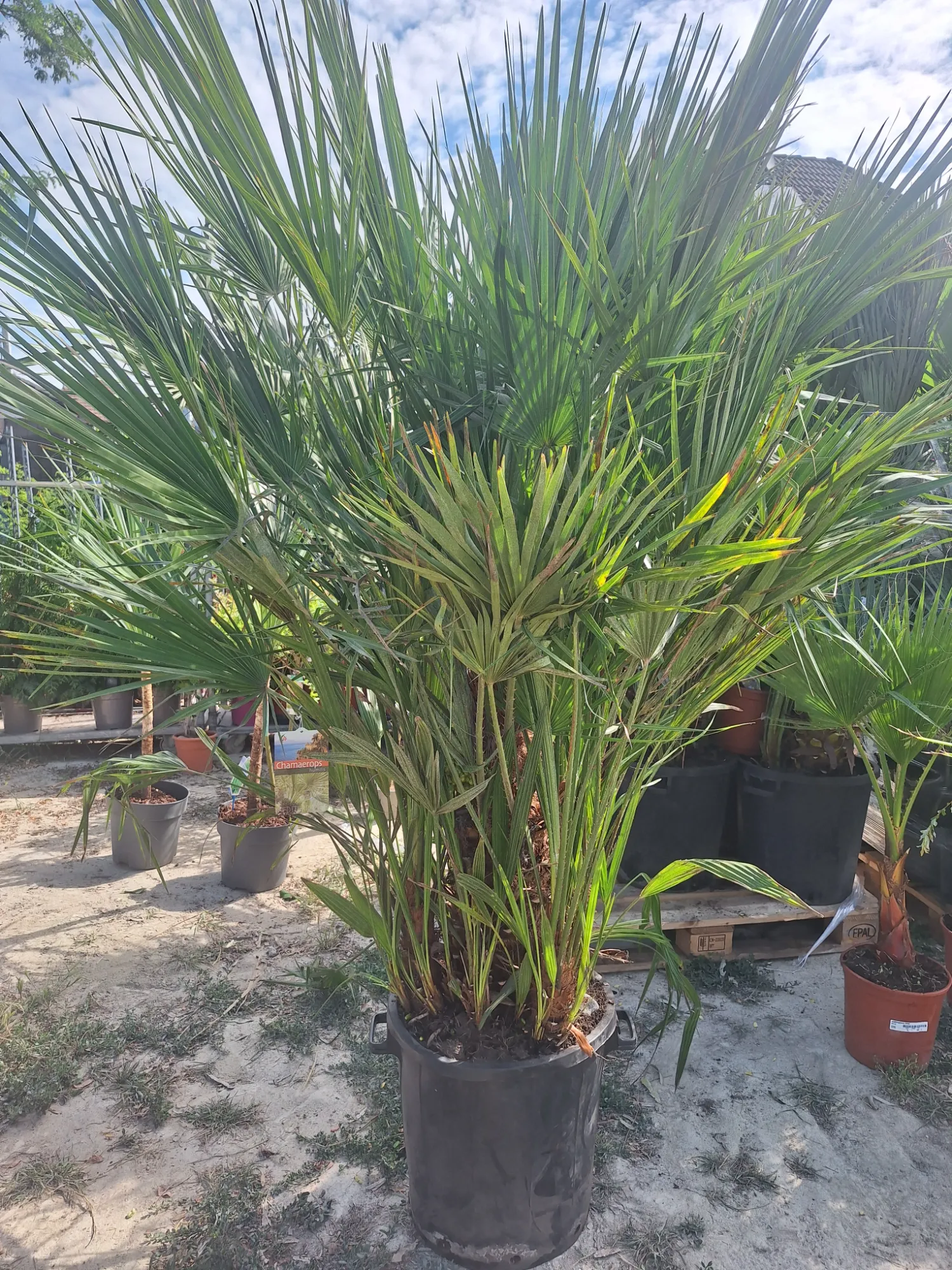 Lószőrpálma (Humilis)