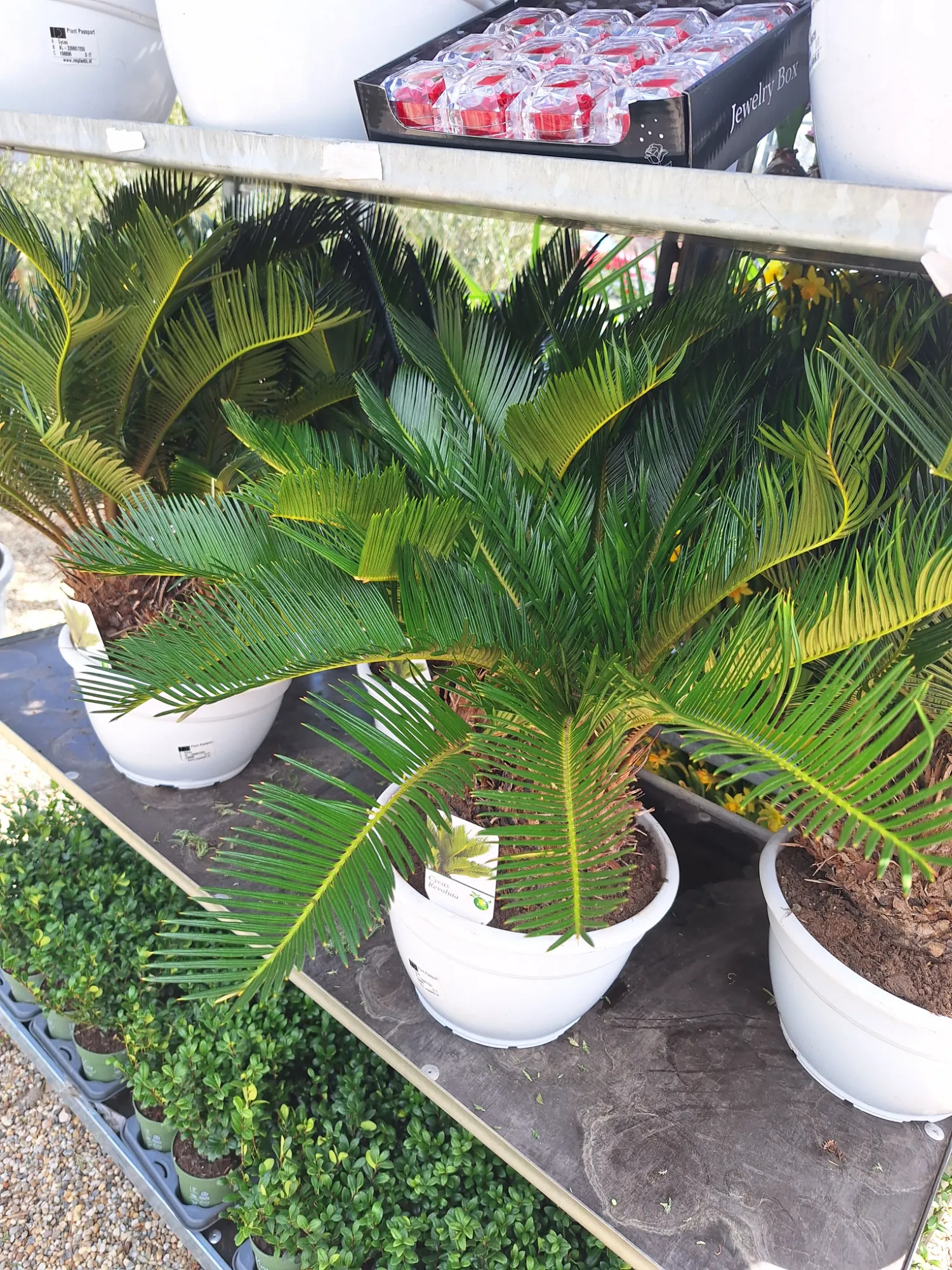 Cikász pálma - multi (Cycas revoluta)