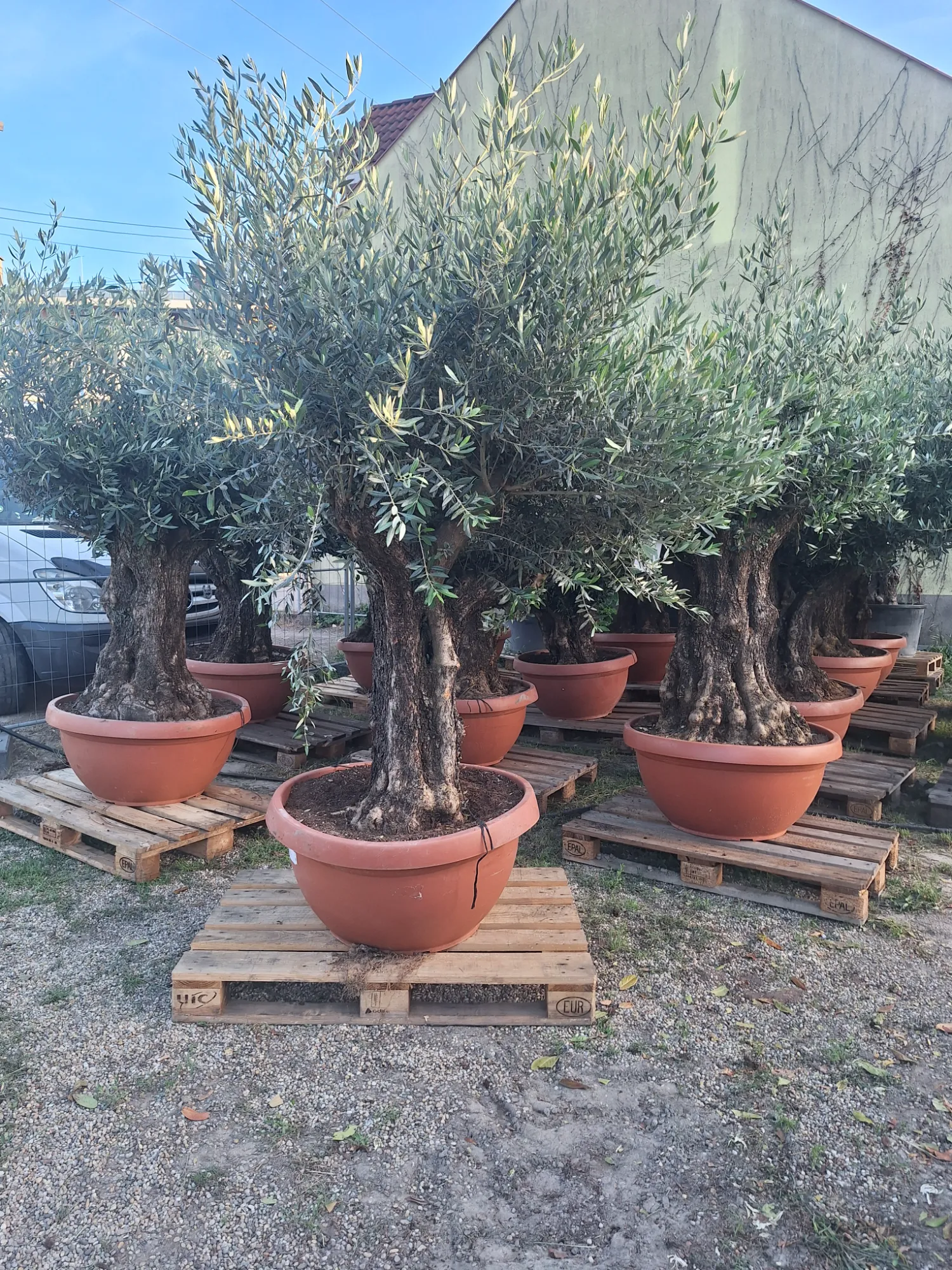 Európai Olajfa (Olea Europaea)
