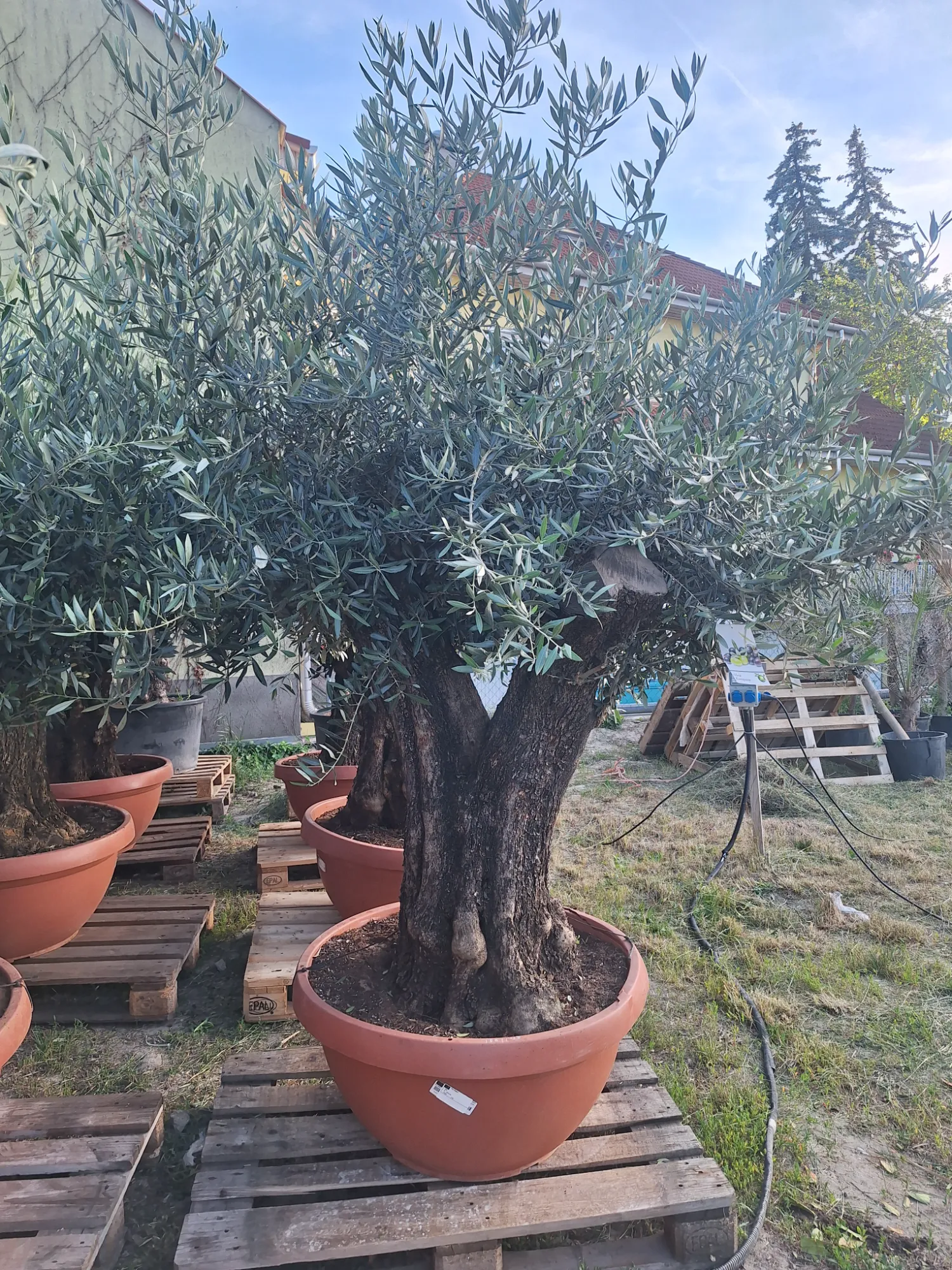 Európai Olajfa (Olea Europaea)