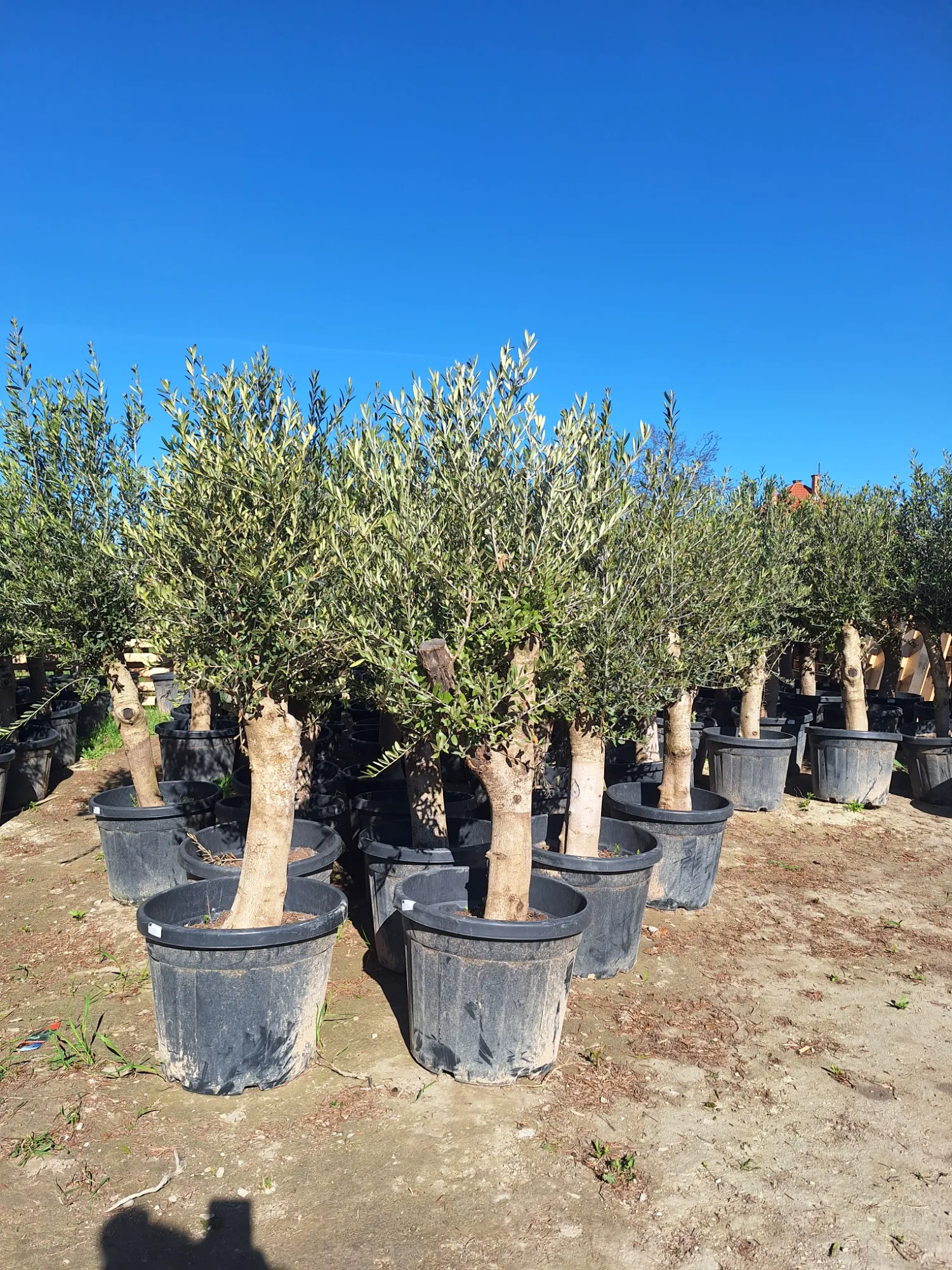 Európai Olajfa (Olea Europaea)