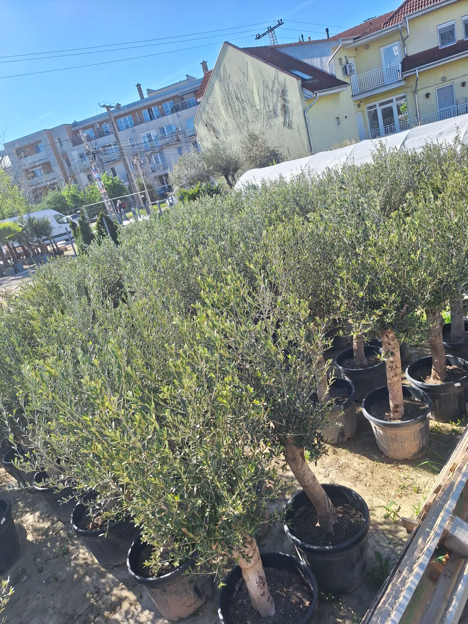 Európai Olajfa (Olea Europaea)