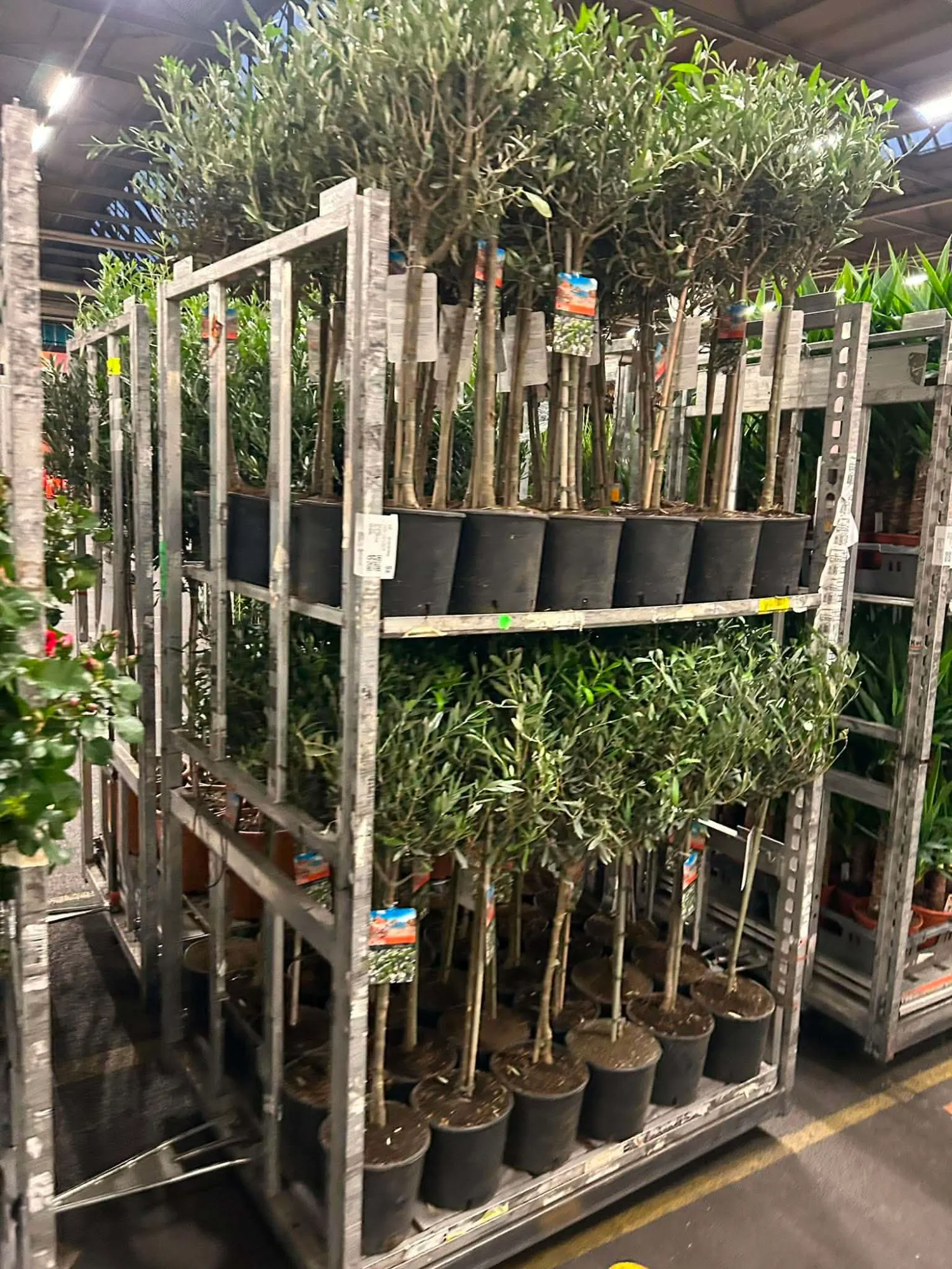Európai Olajfa (Olea Europaea)