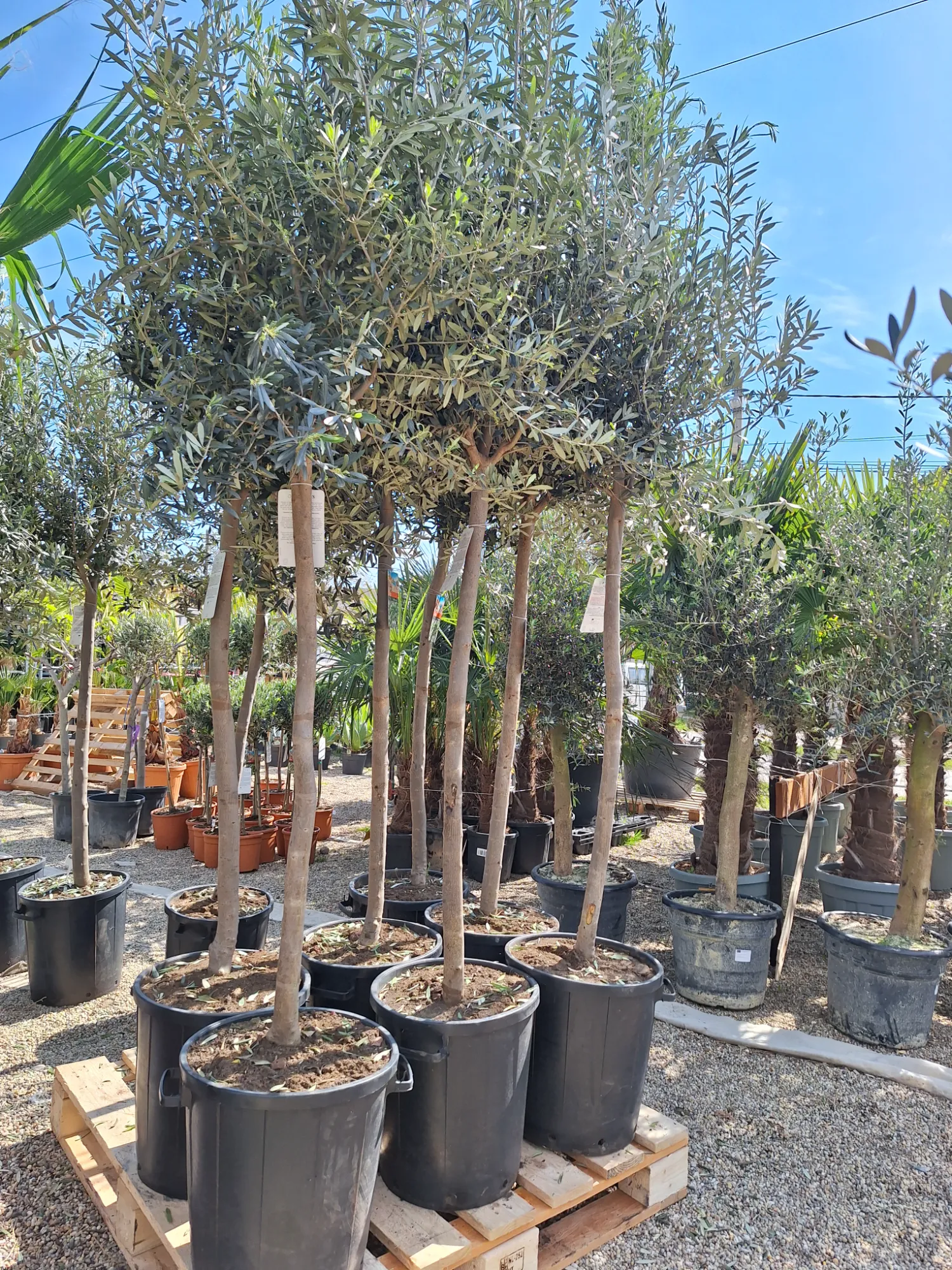 Európai Olajfa (Olea Europaea)