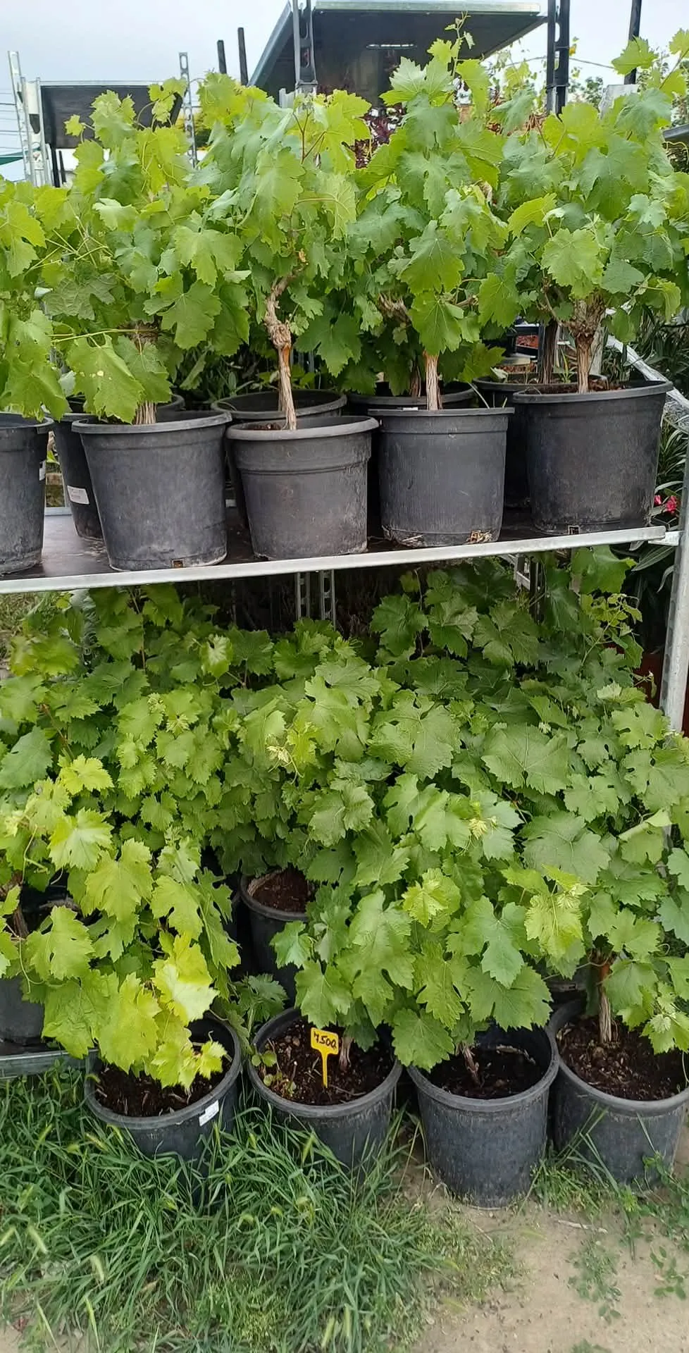 Zöld Szőlő (Vitis vinifera)