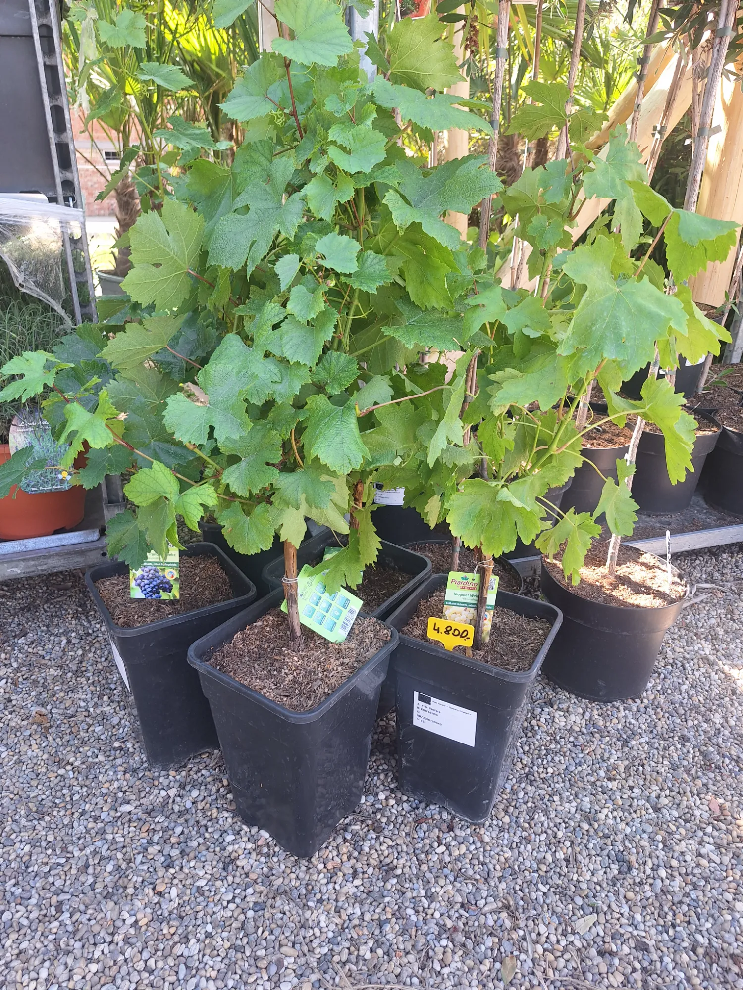 Zöld Szőlő (Vitis vinifera)