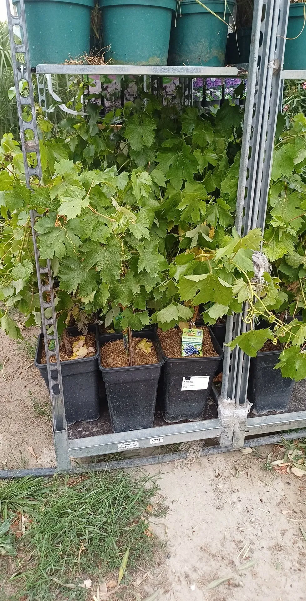 Lila Szőlő (Vitis vinifera)