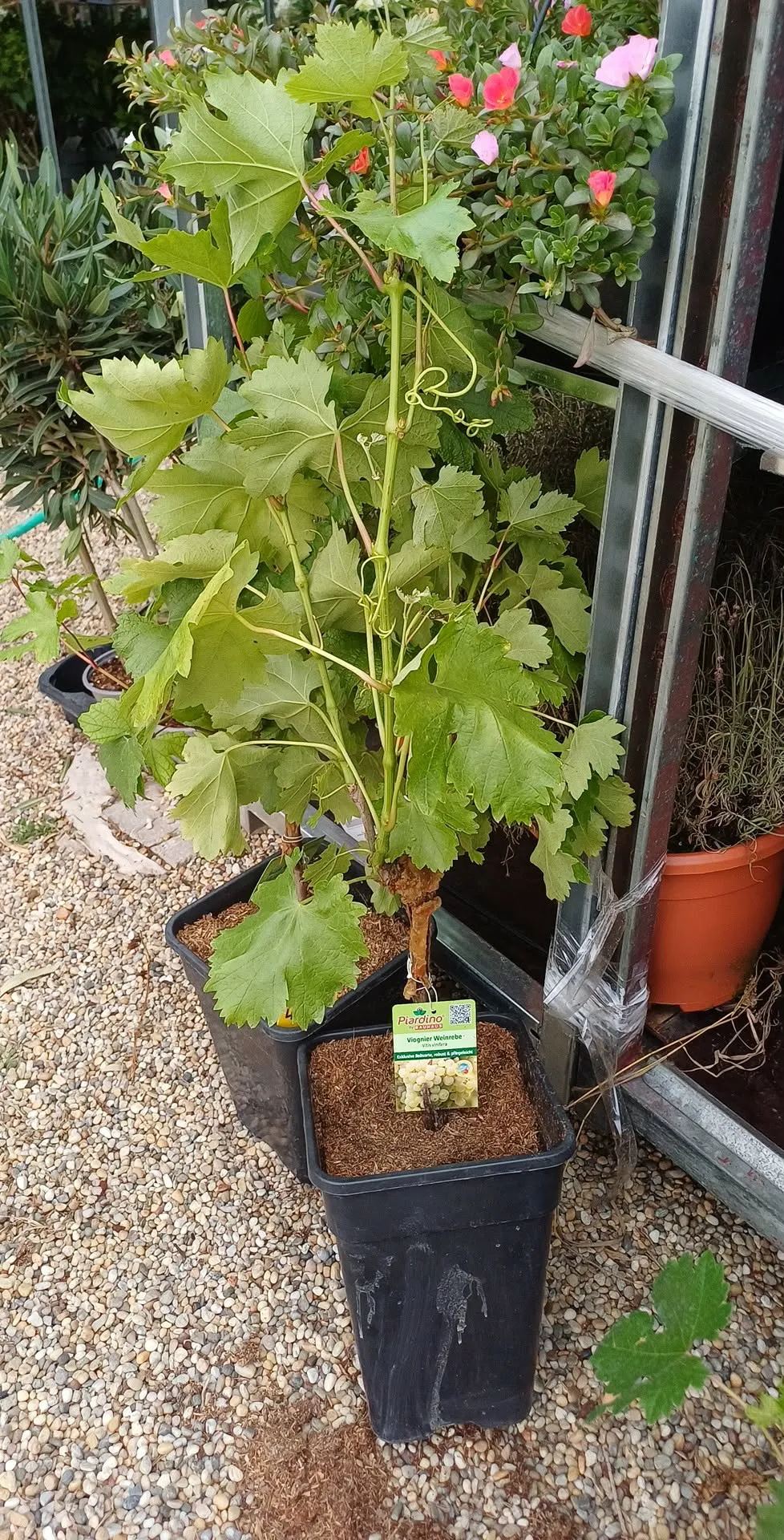Lila Szőlő (Vitis vinifera)