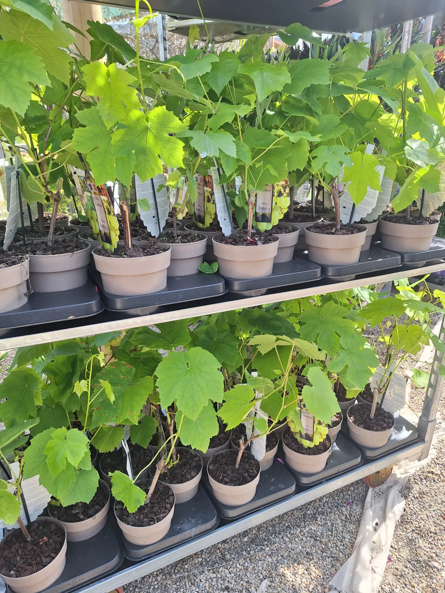 Muskotályos Szőlő (Vitis vinifera 'Muscat')
