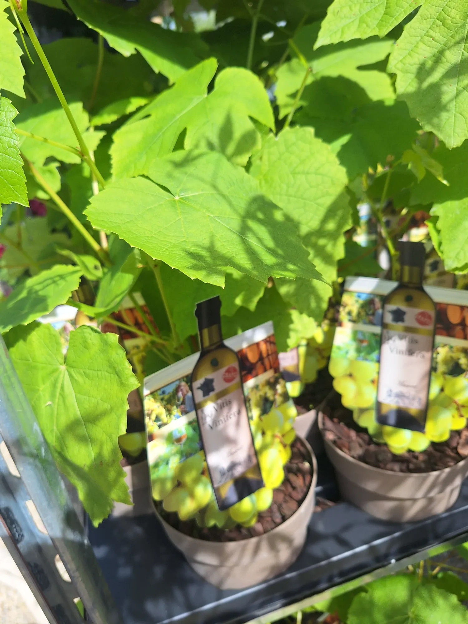 Muskotályos Szőlő (Vitis vinifera 'Muscat')