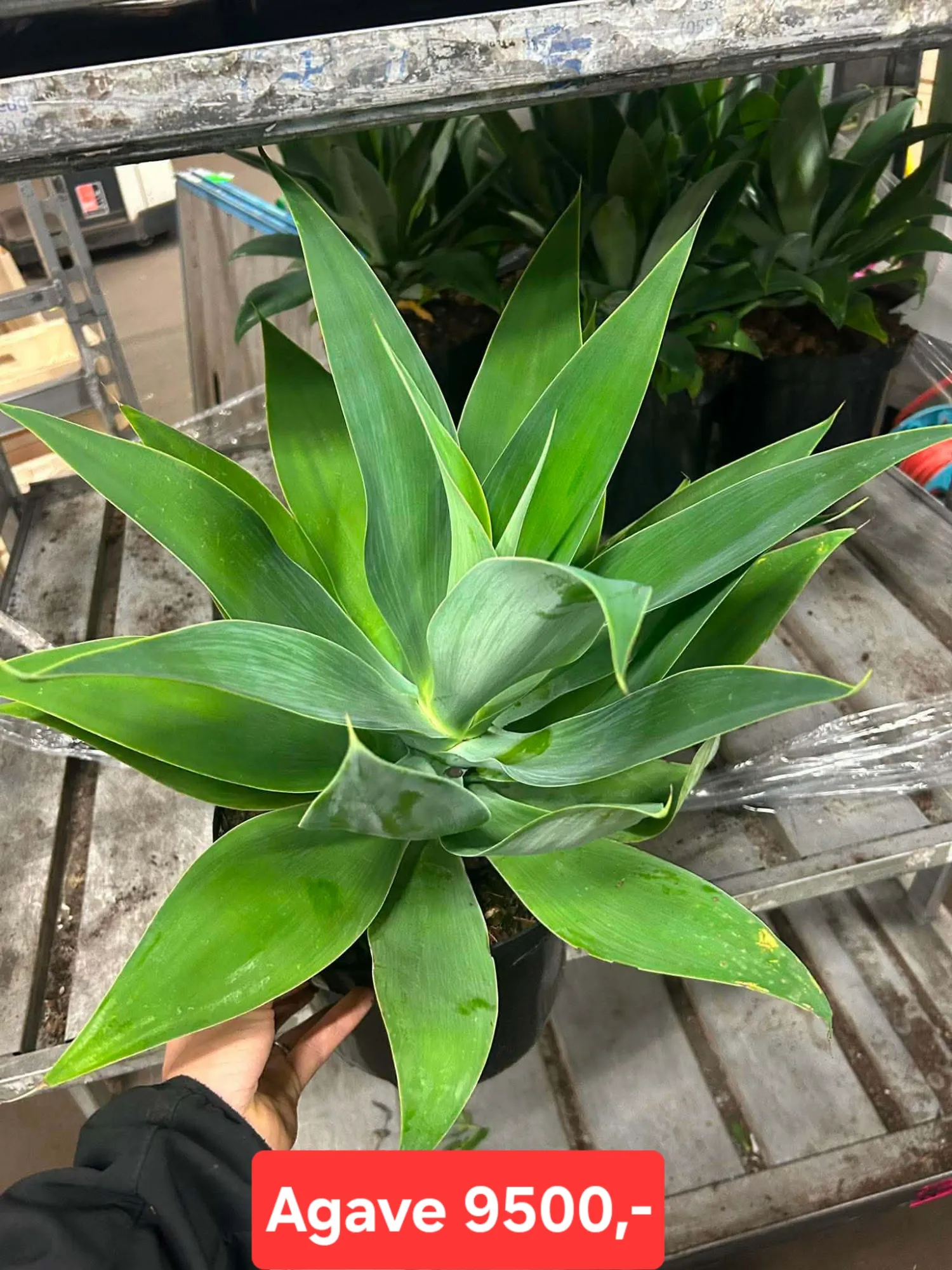 Agávé (Agave)