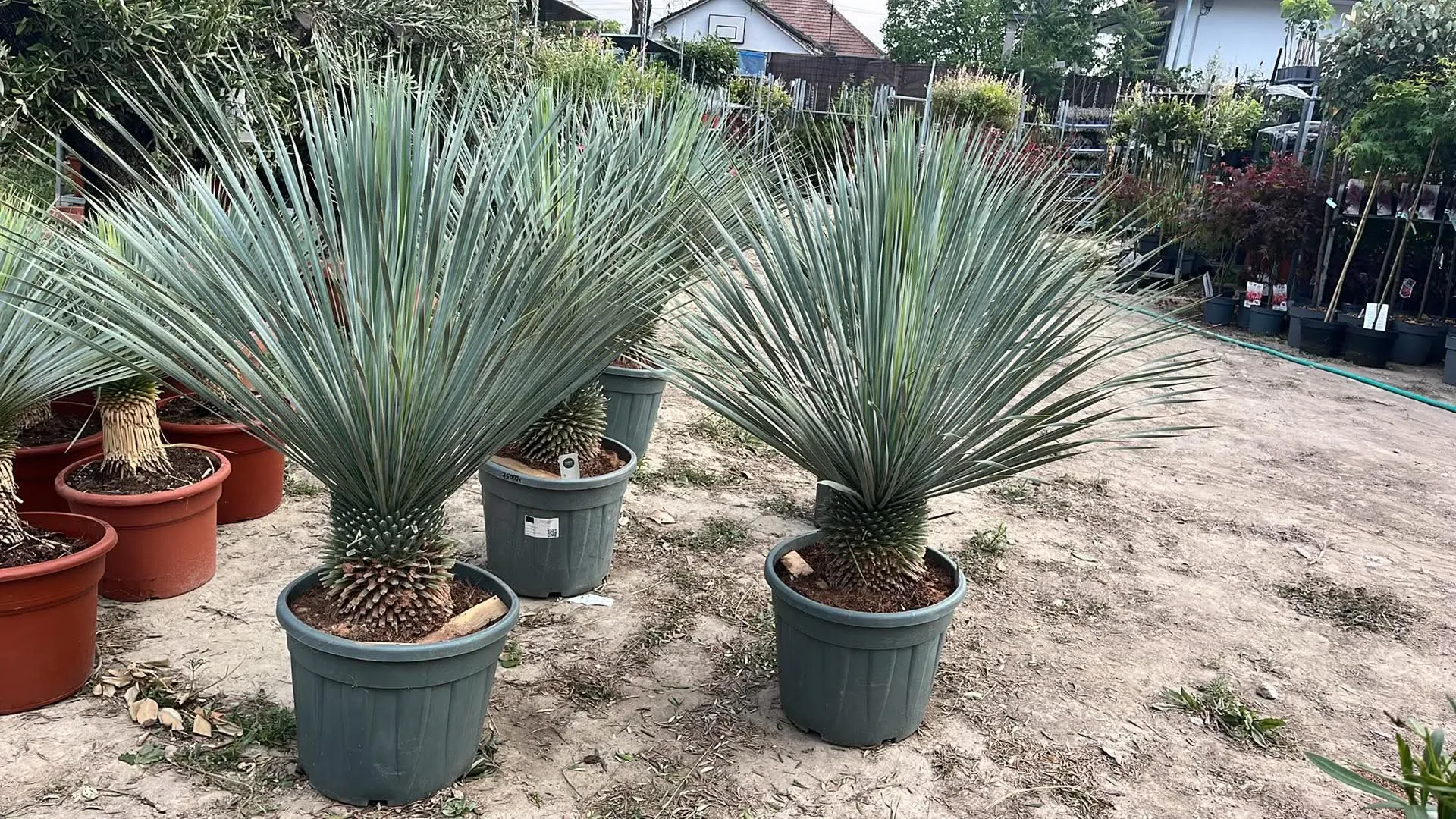 Yukka rostrata