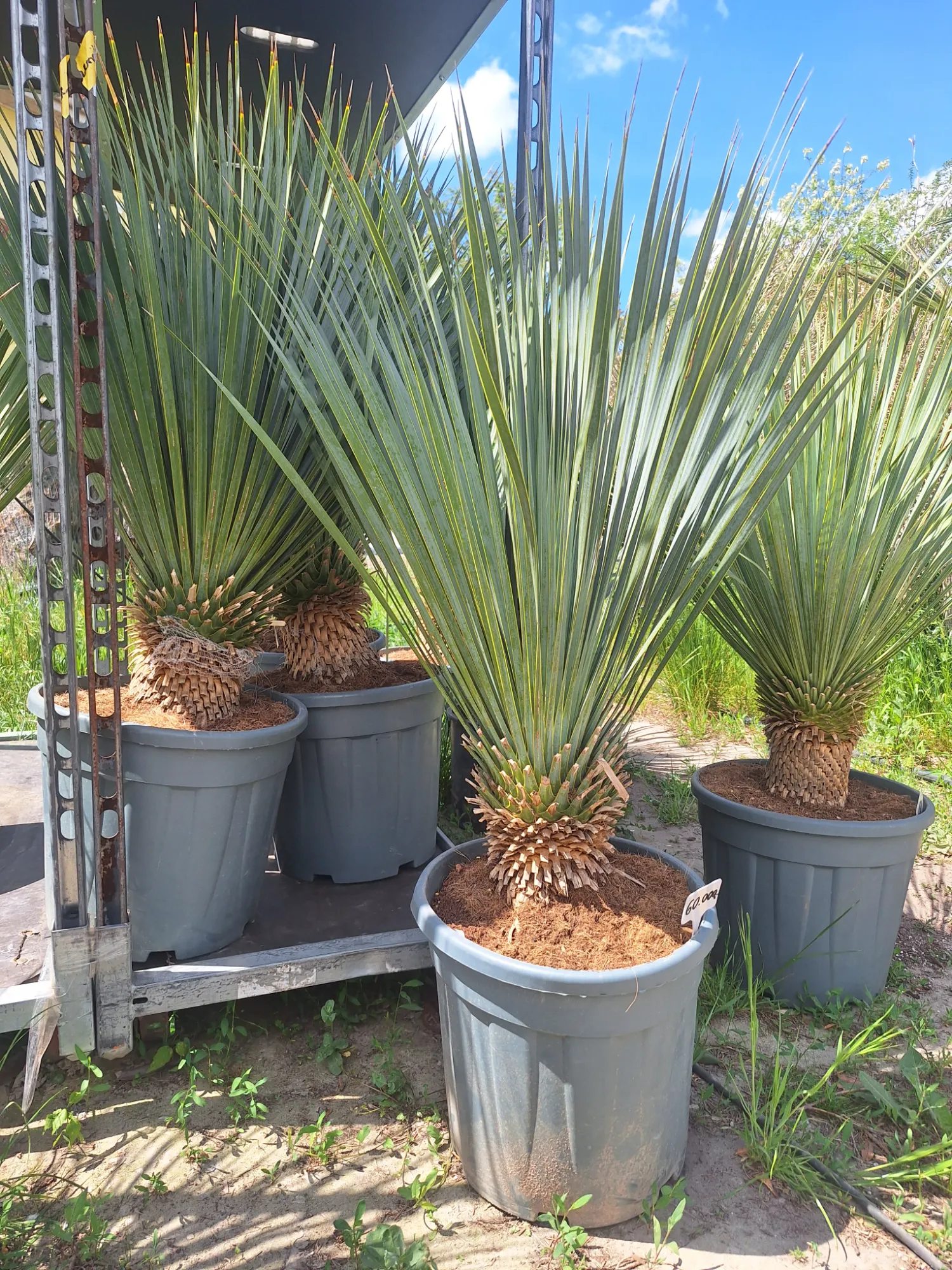 Yukka rostrata