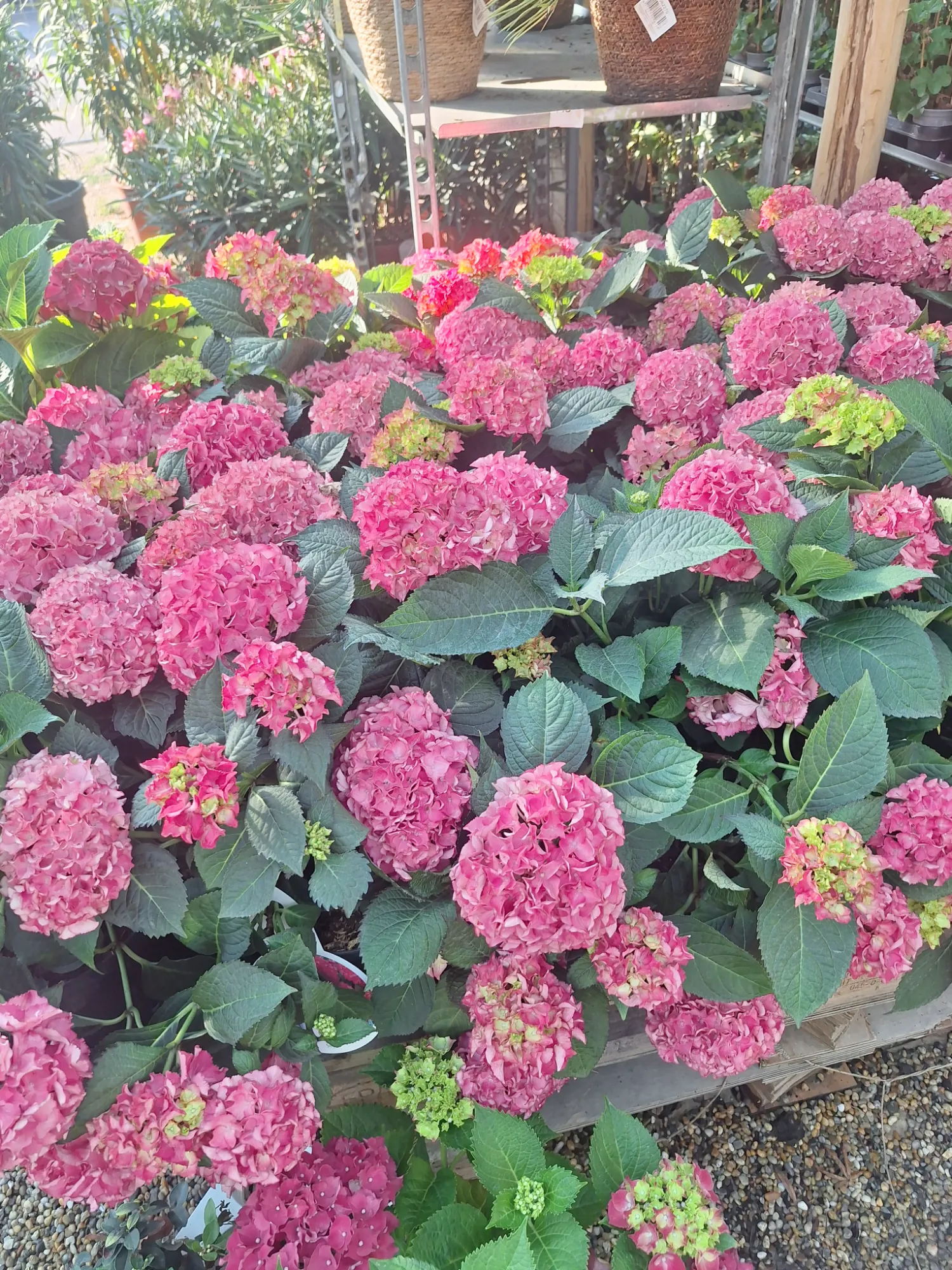 Kerti hortenzia (Hydrangea Macrophylla)