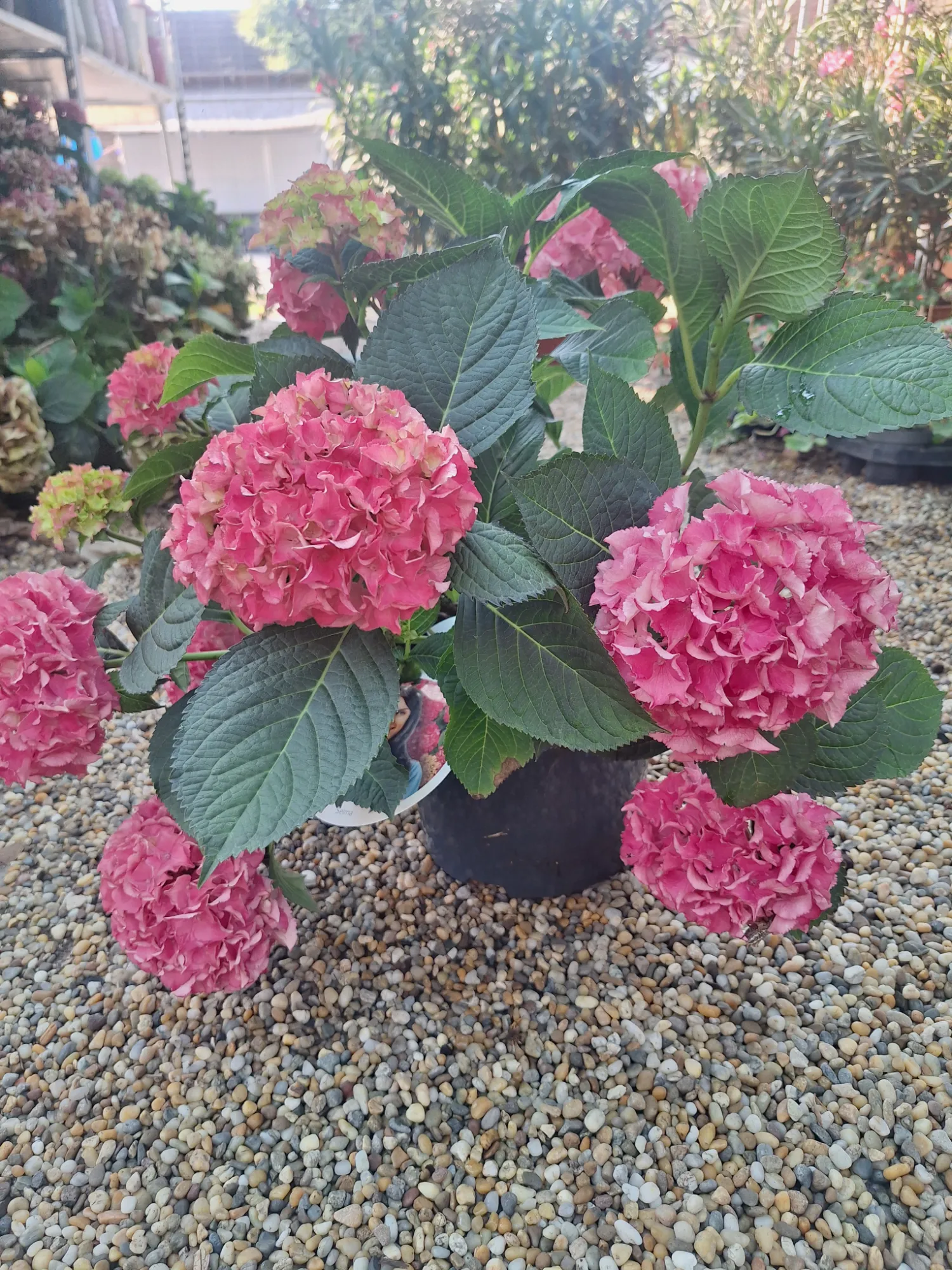 Kerti hortenzia (Hydrangea Macrophylla)